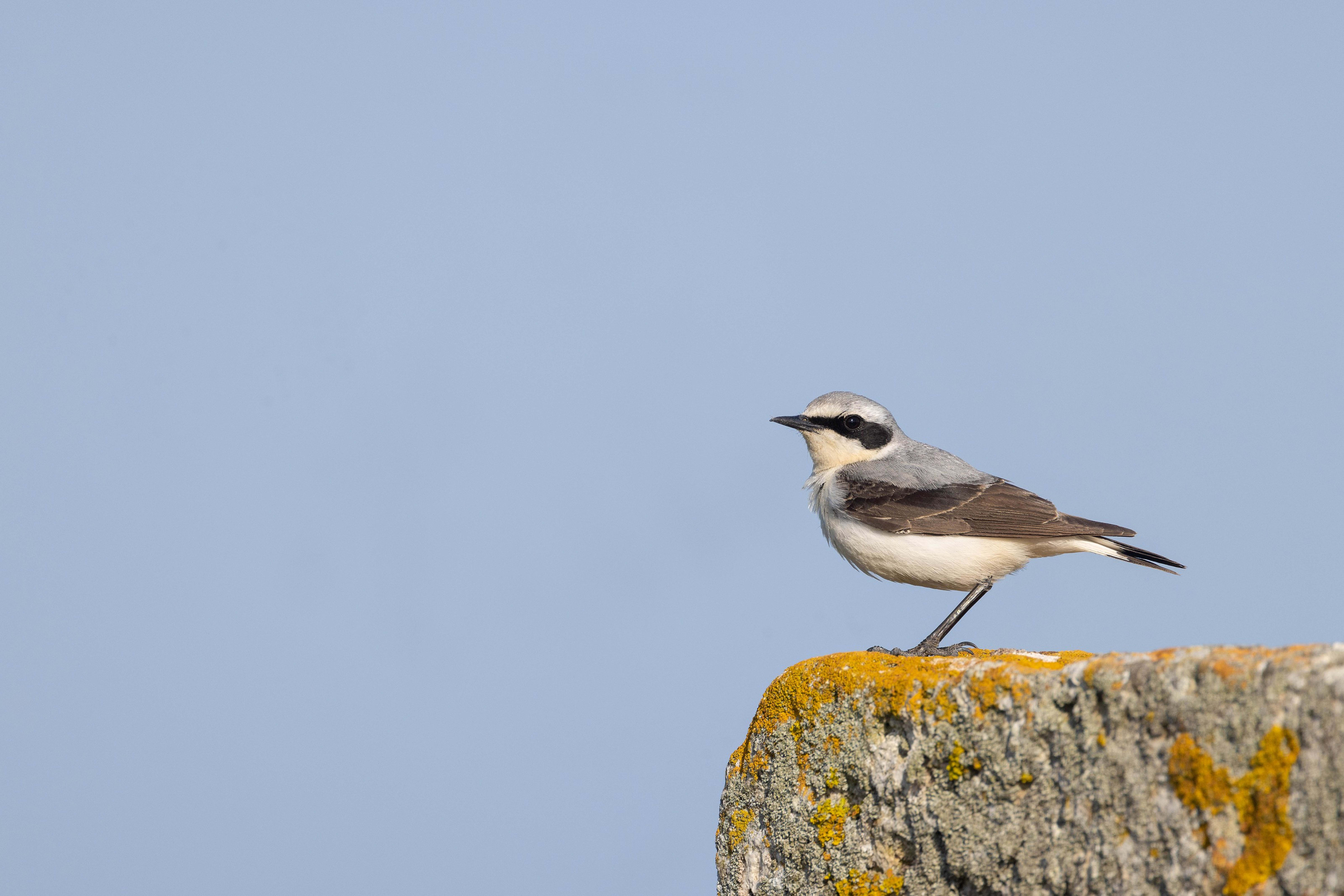 Northern Wheatear