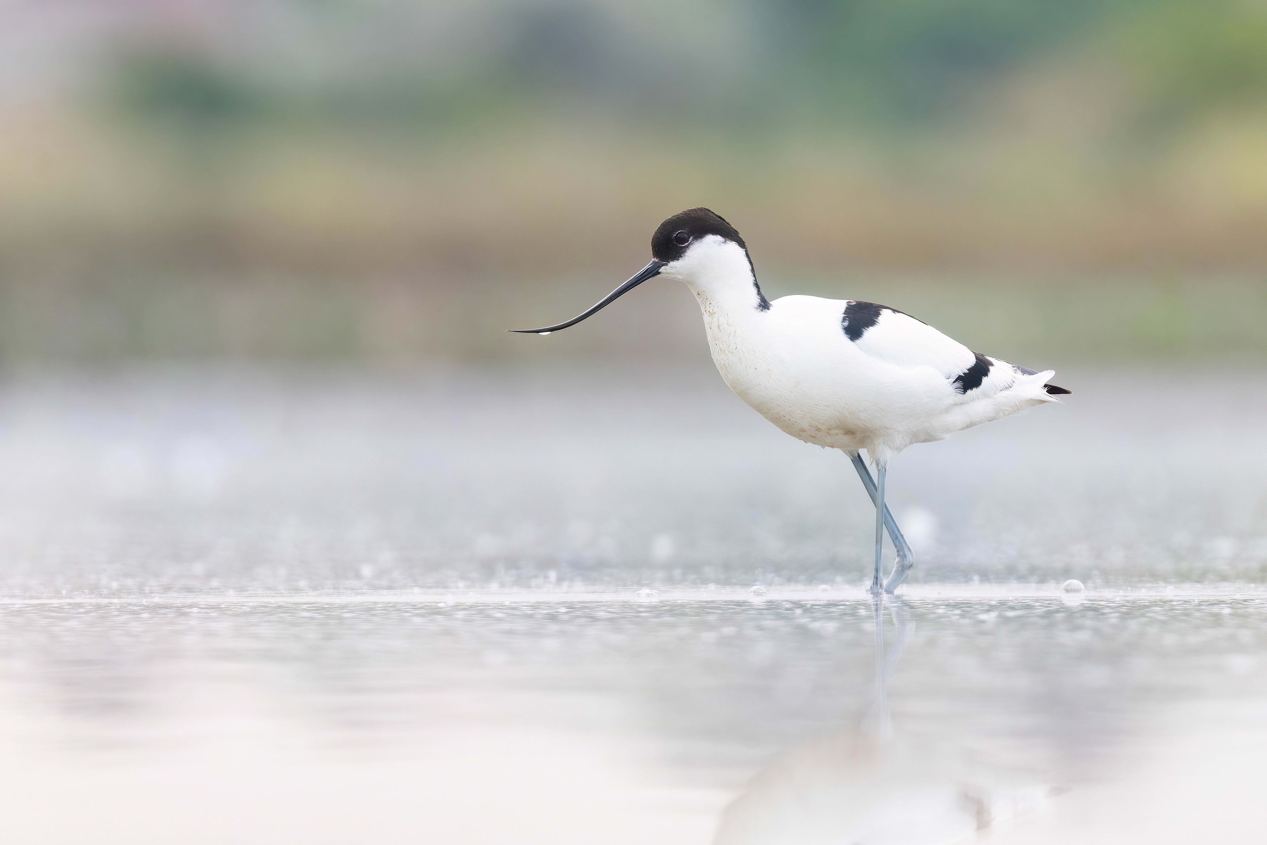 Avocet