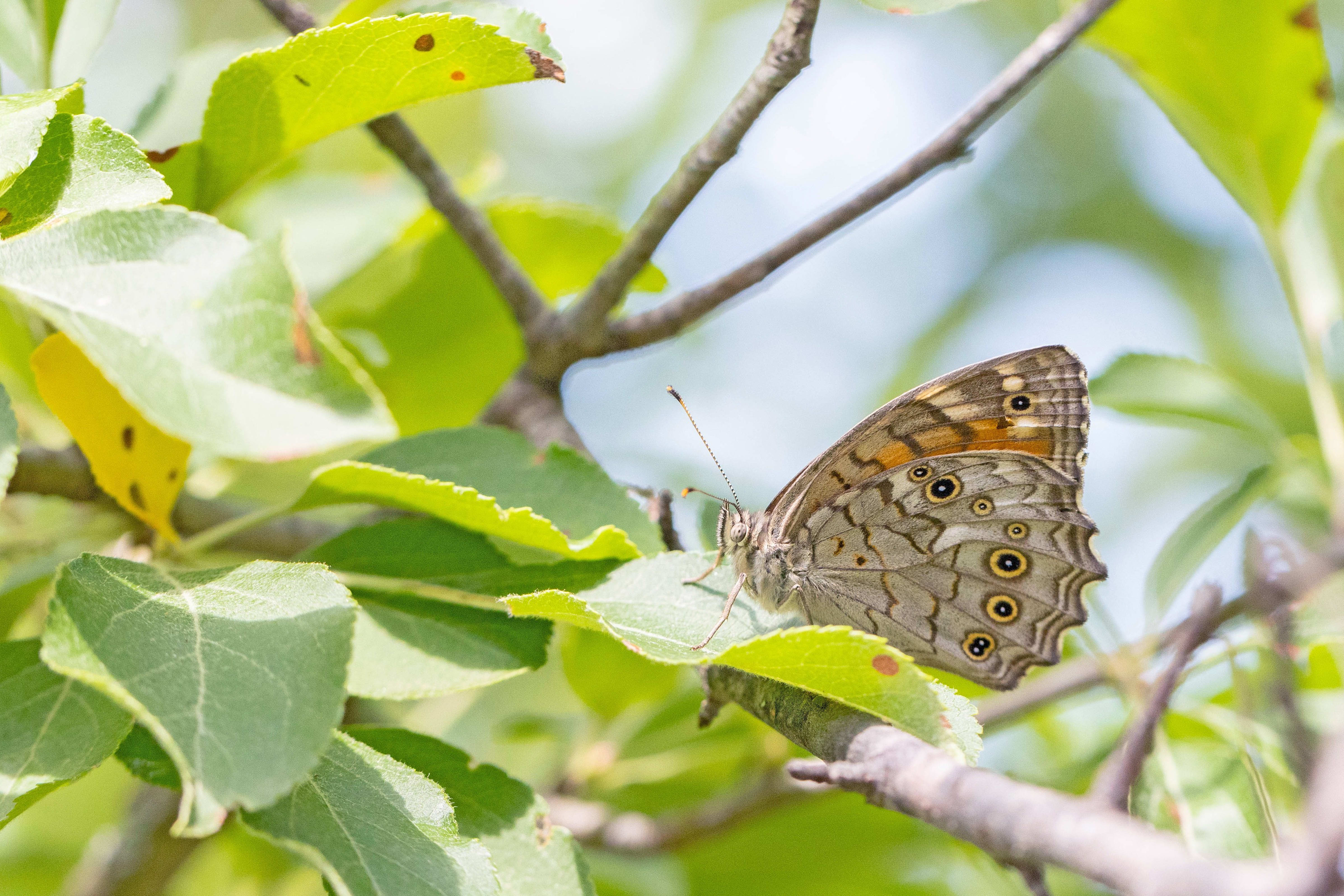 Lattice Brown