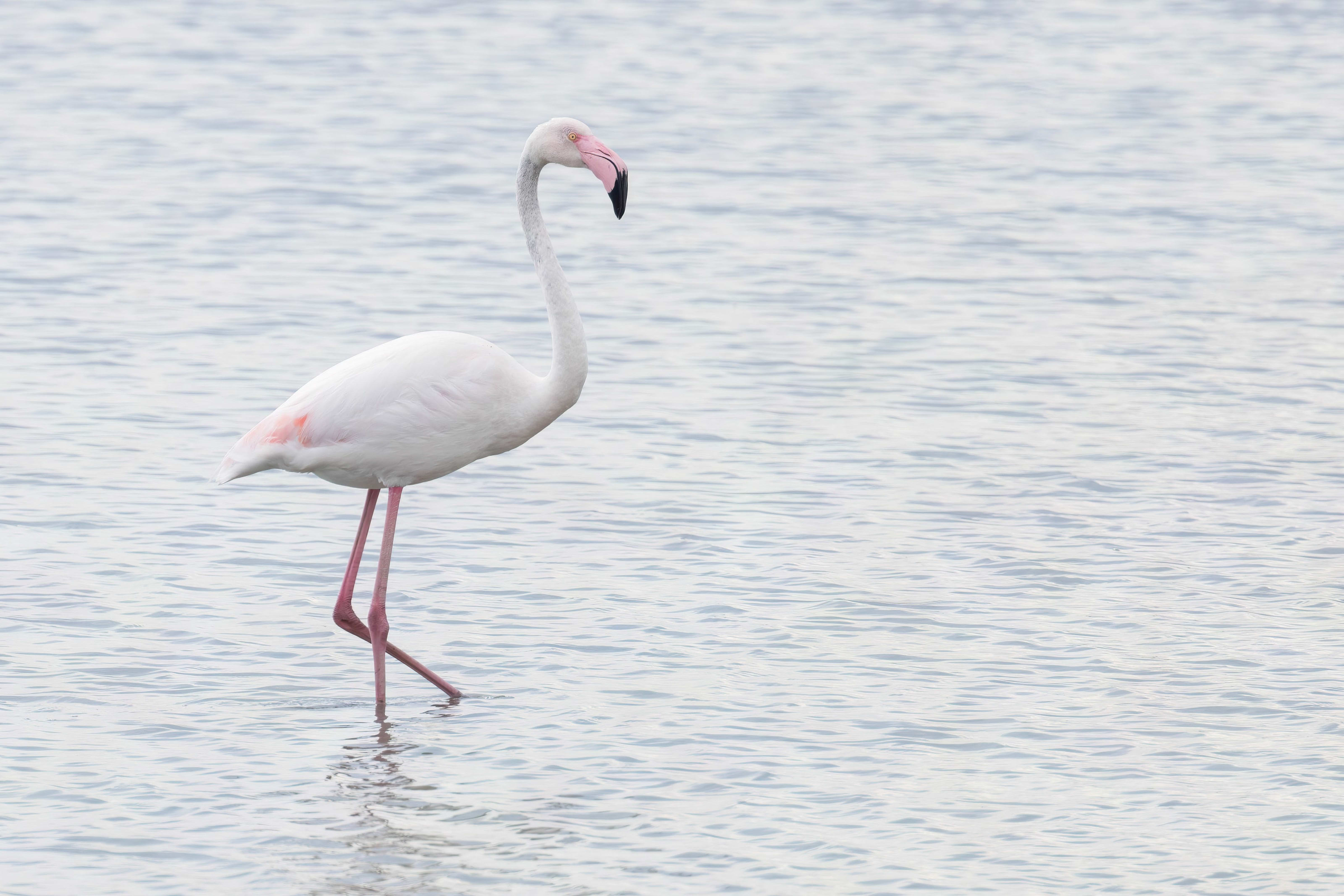 Greater Flamingo