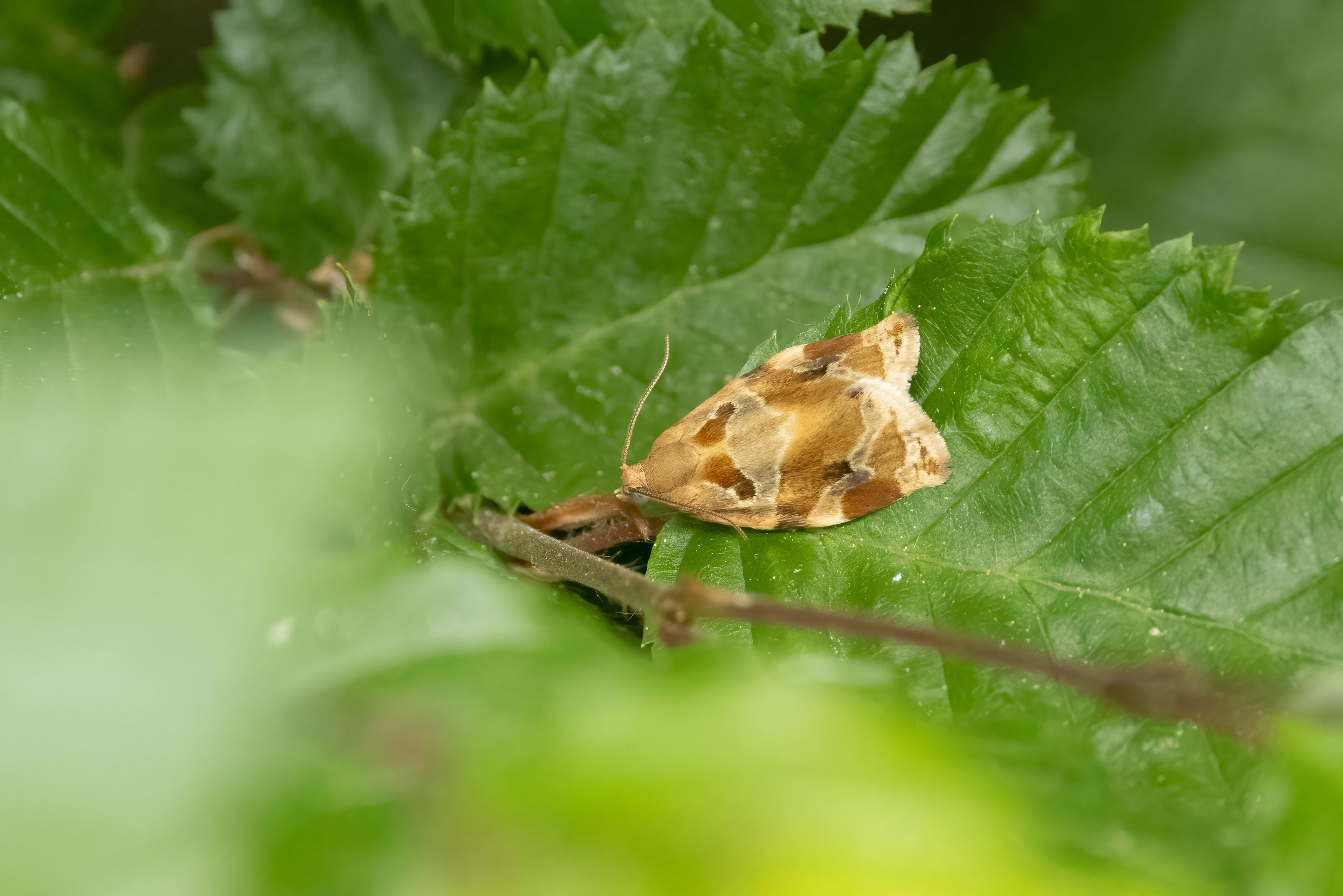 Archips variegata