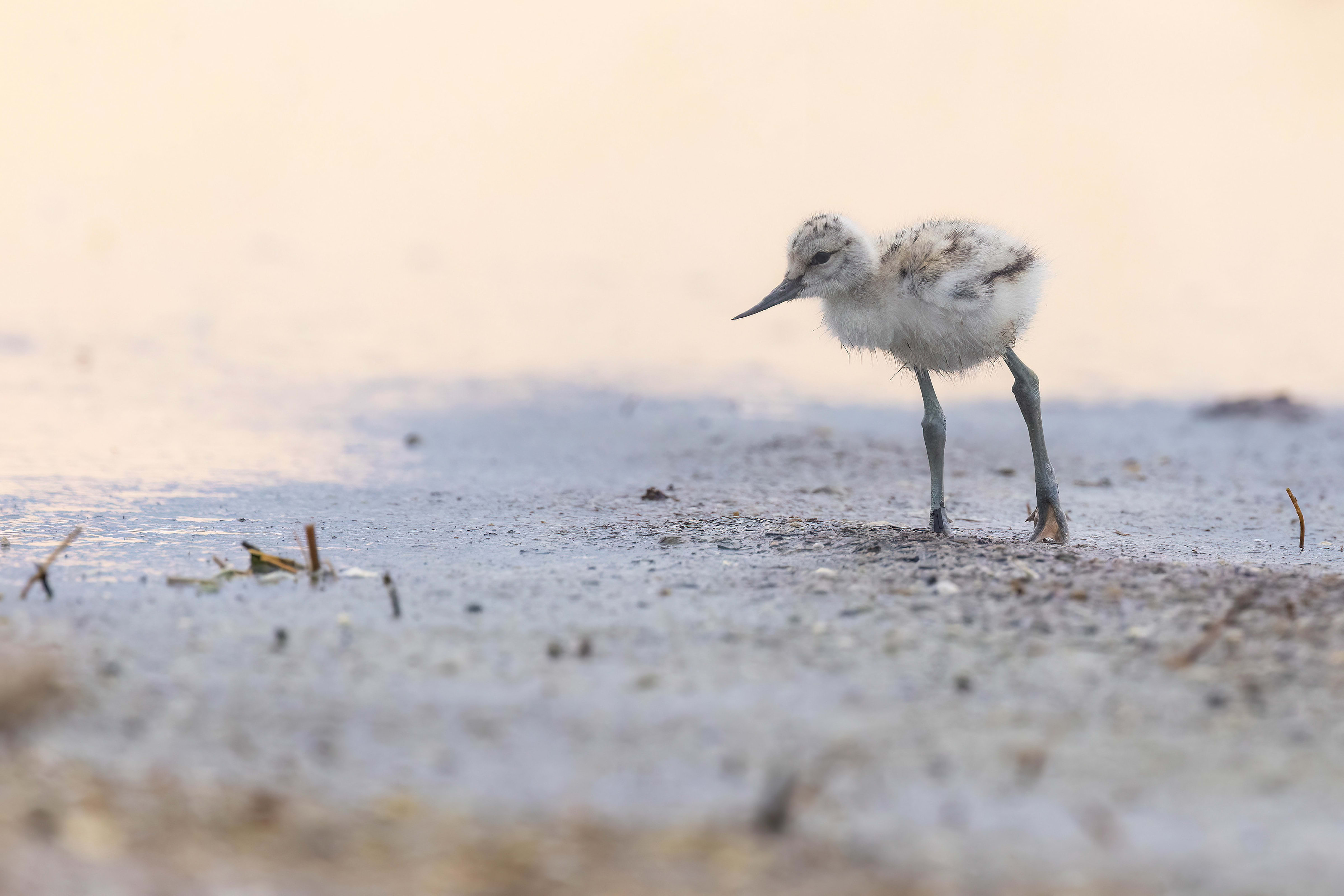 Avocet