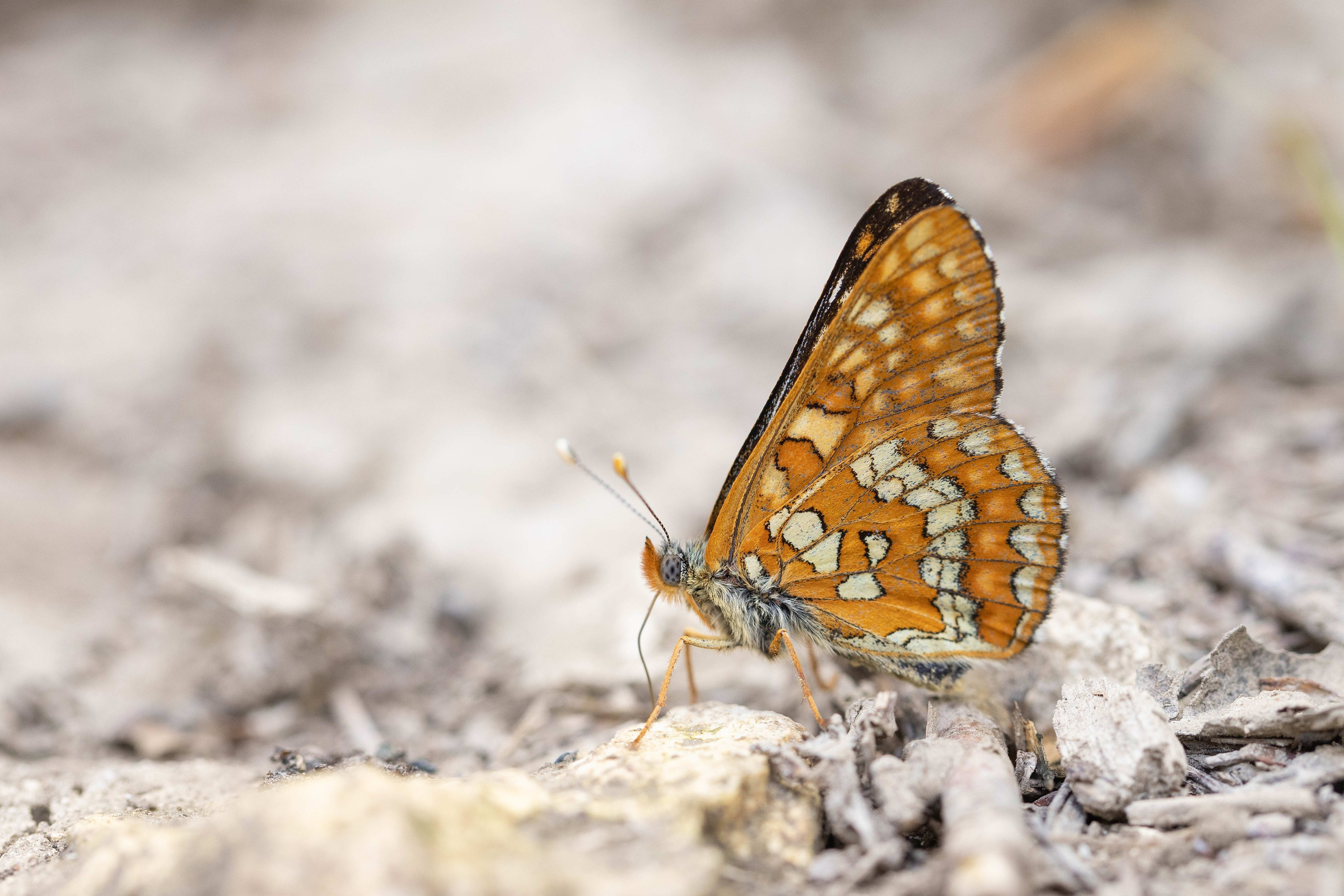 Scarce Fritillary (Euphydryas maturna) in northern Bulgaria