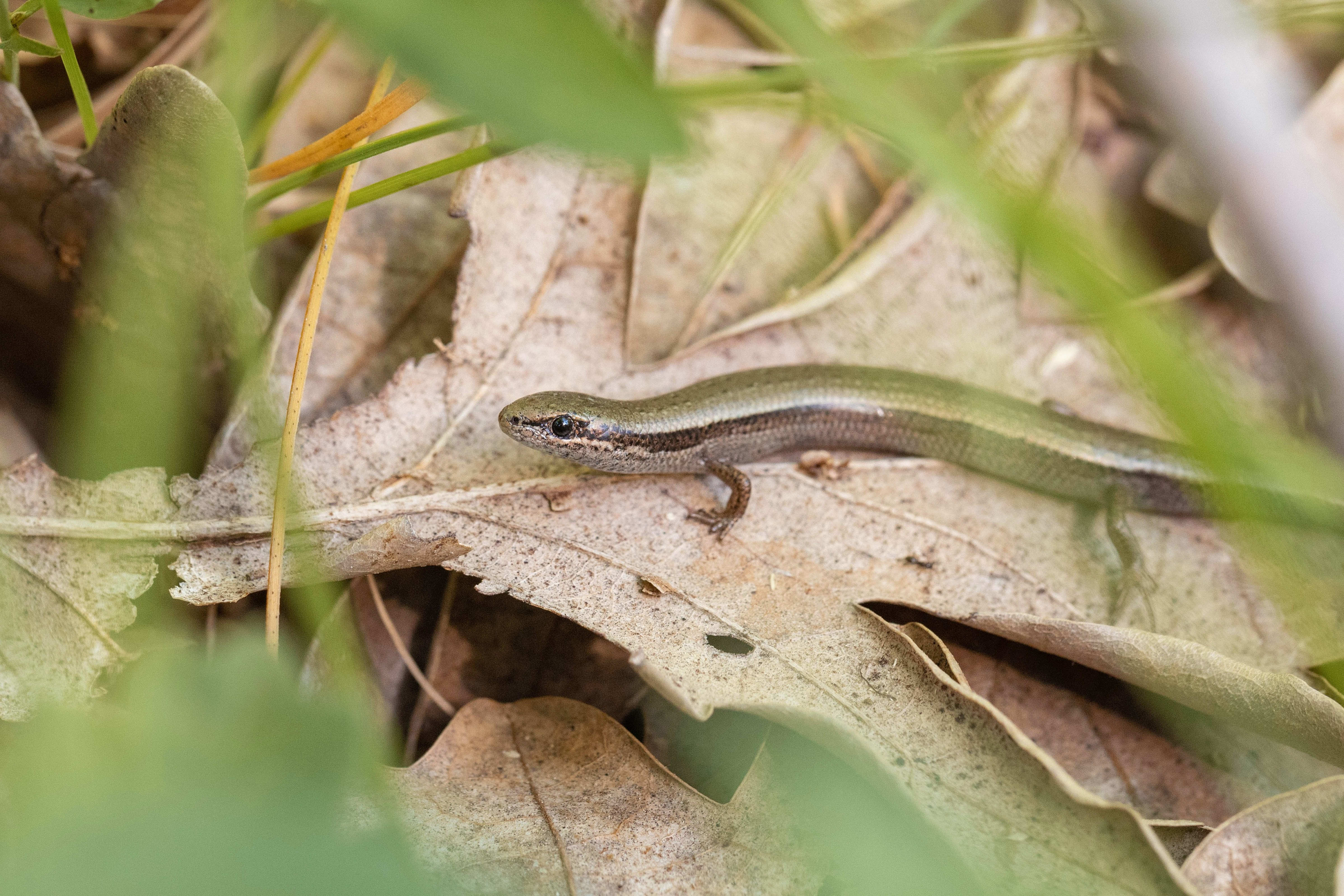 Snake-eyed Skink