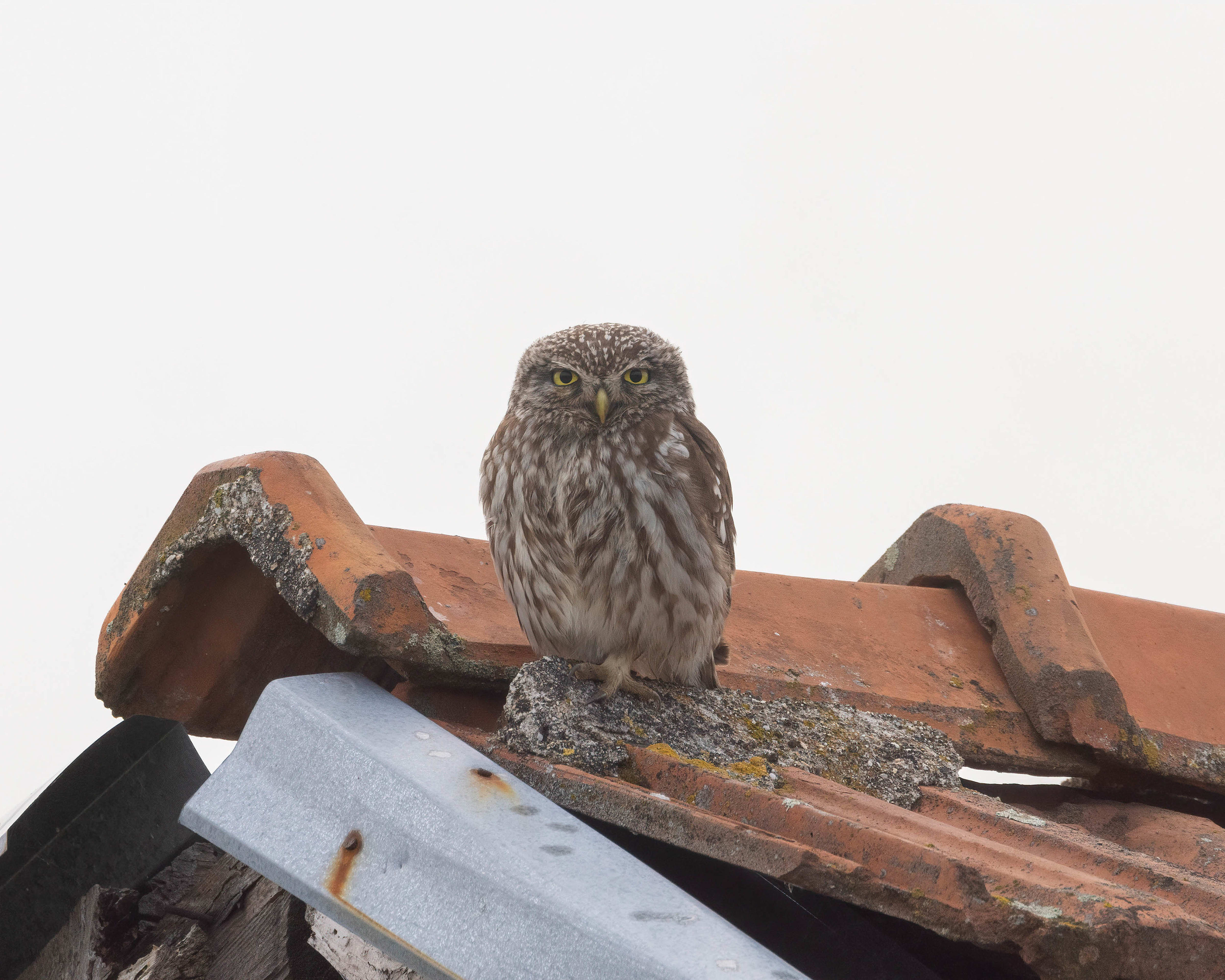 Little Owl