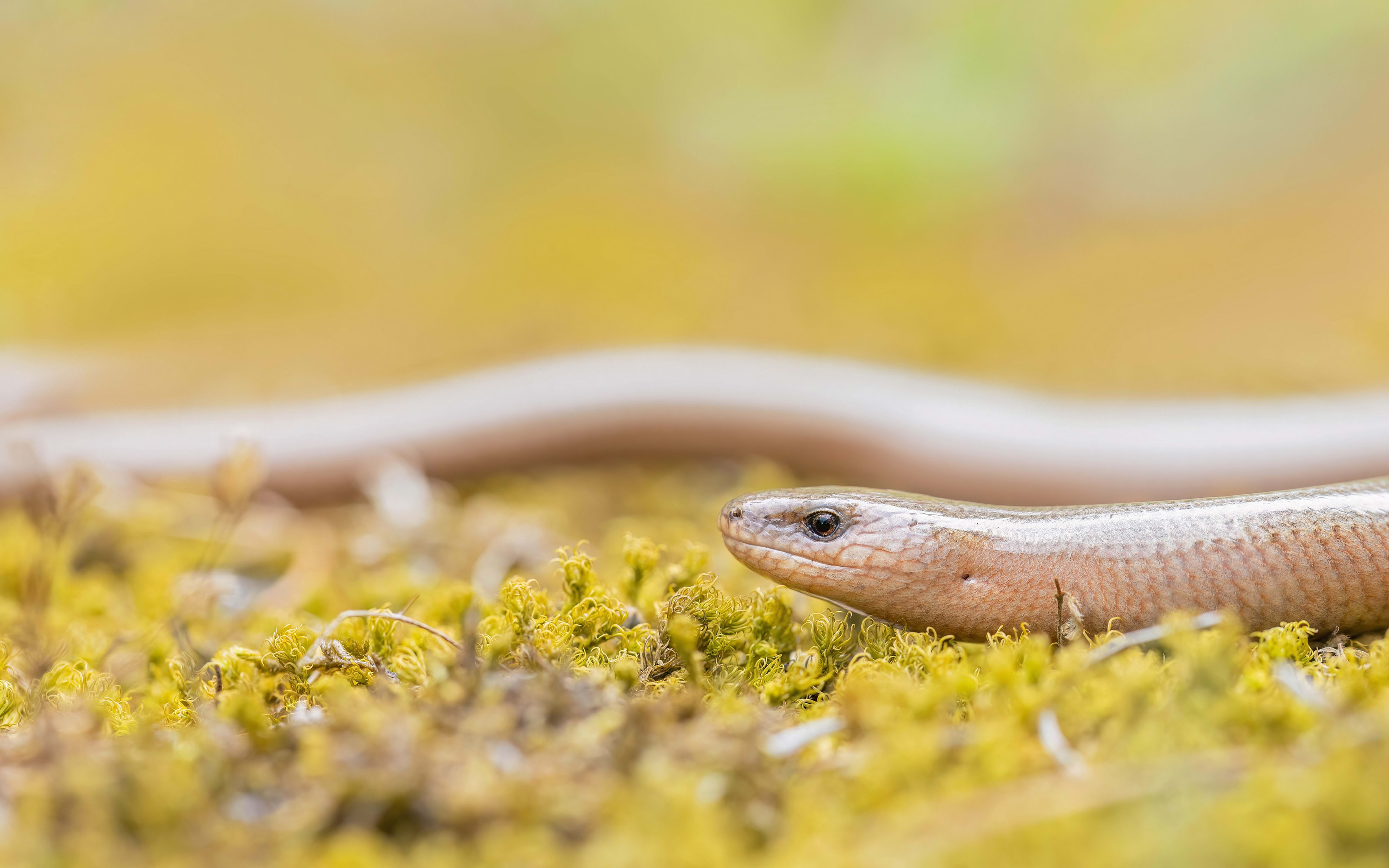 Eastern Slow Worm