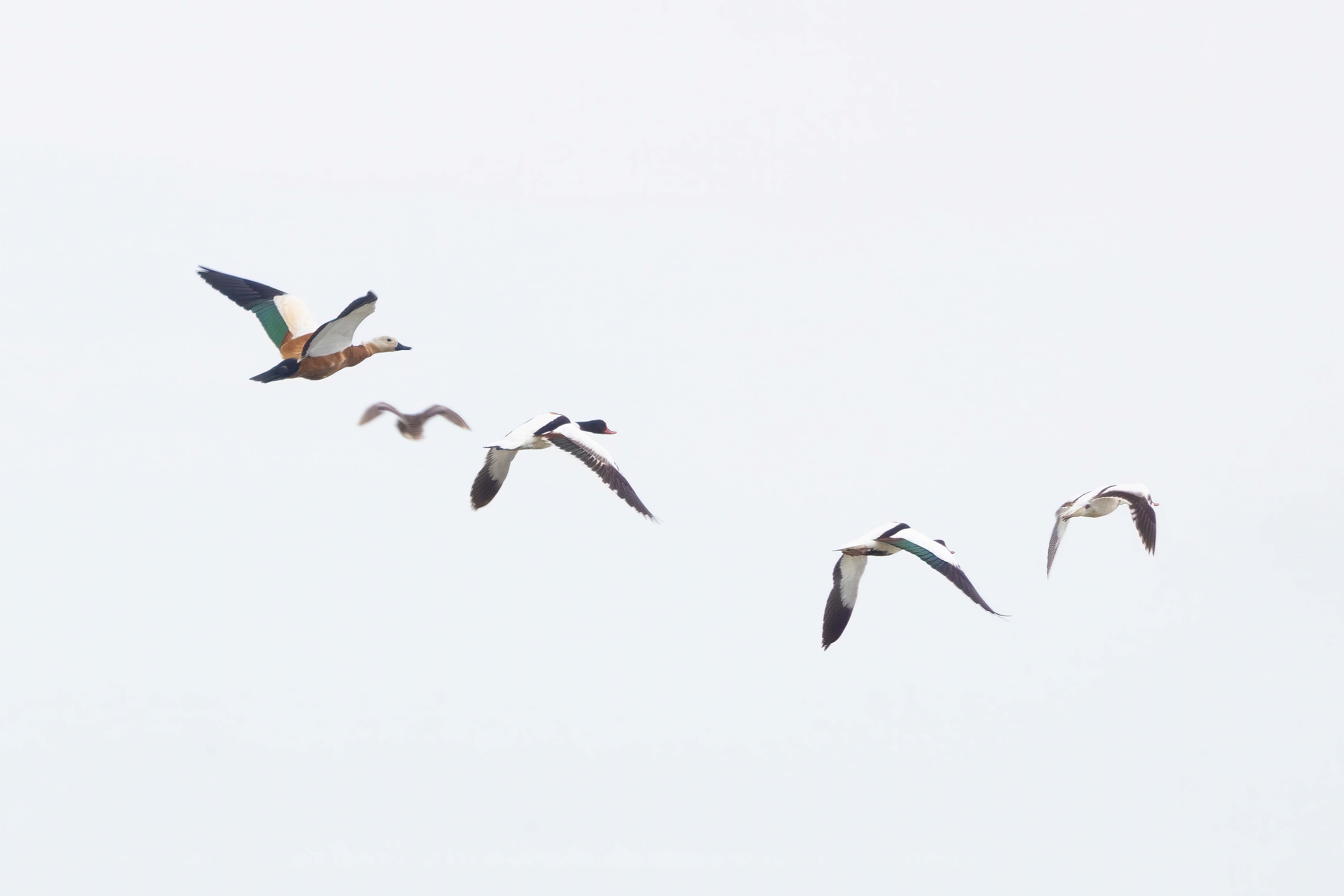 Ruddy Shelduck