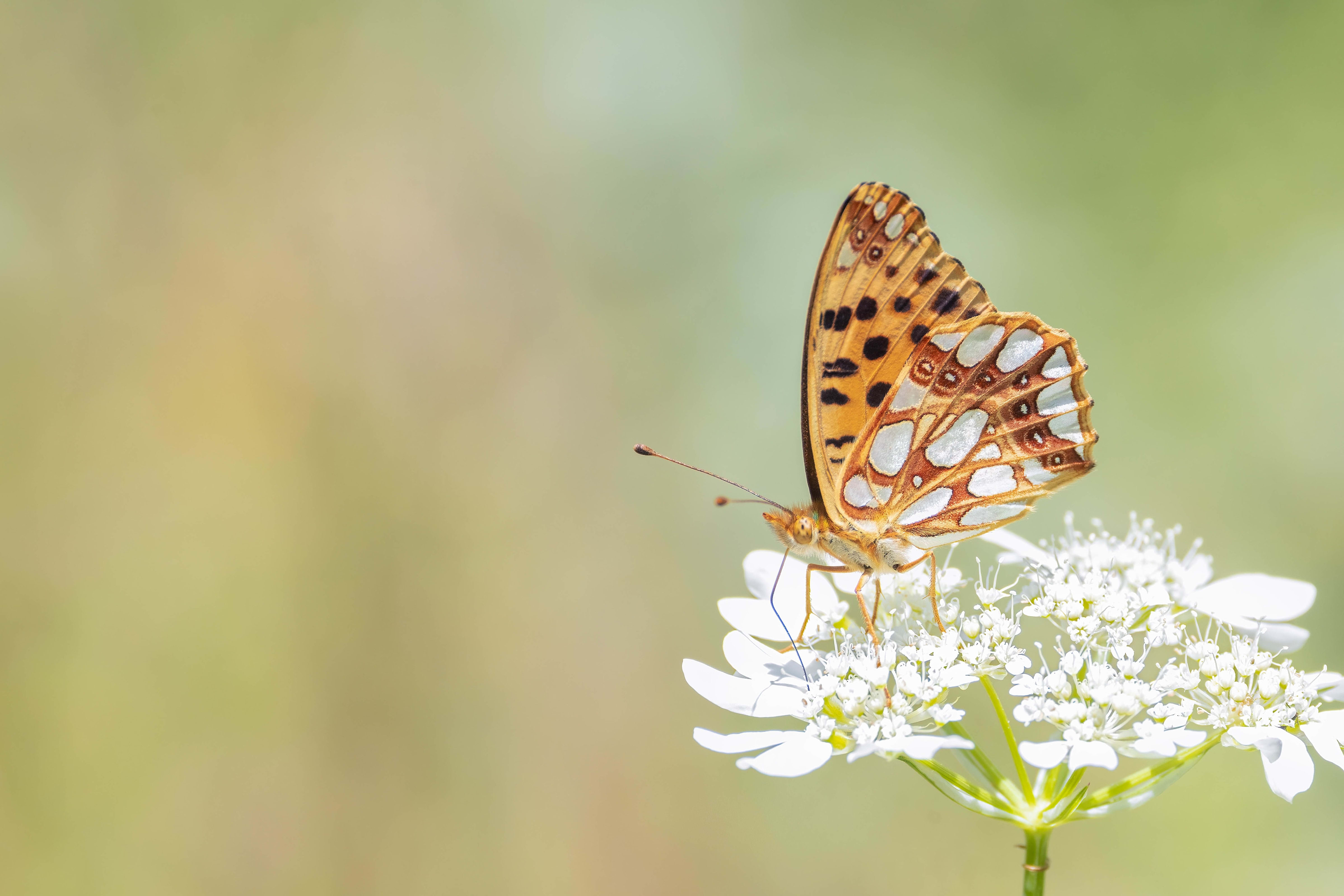 Queen of Spain Fritillary (Issoria lathonia) in Bulgaria