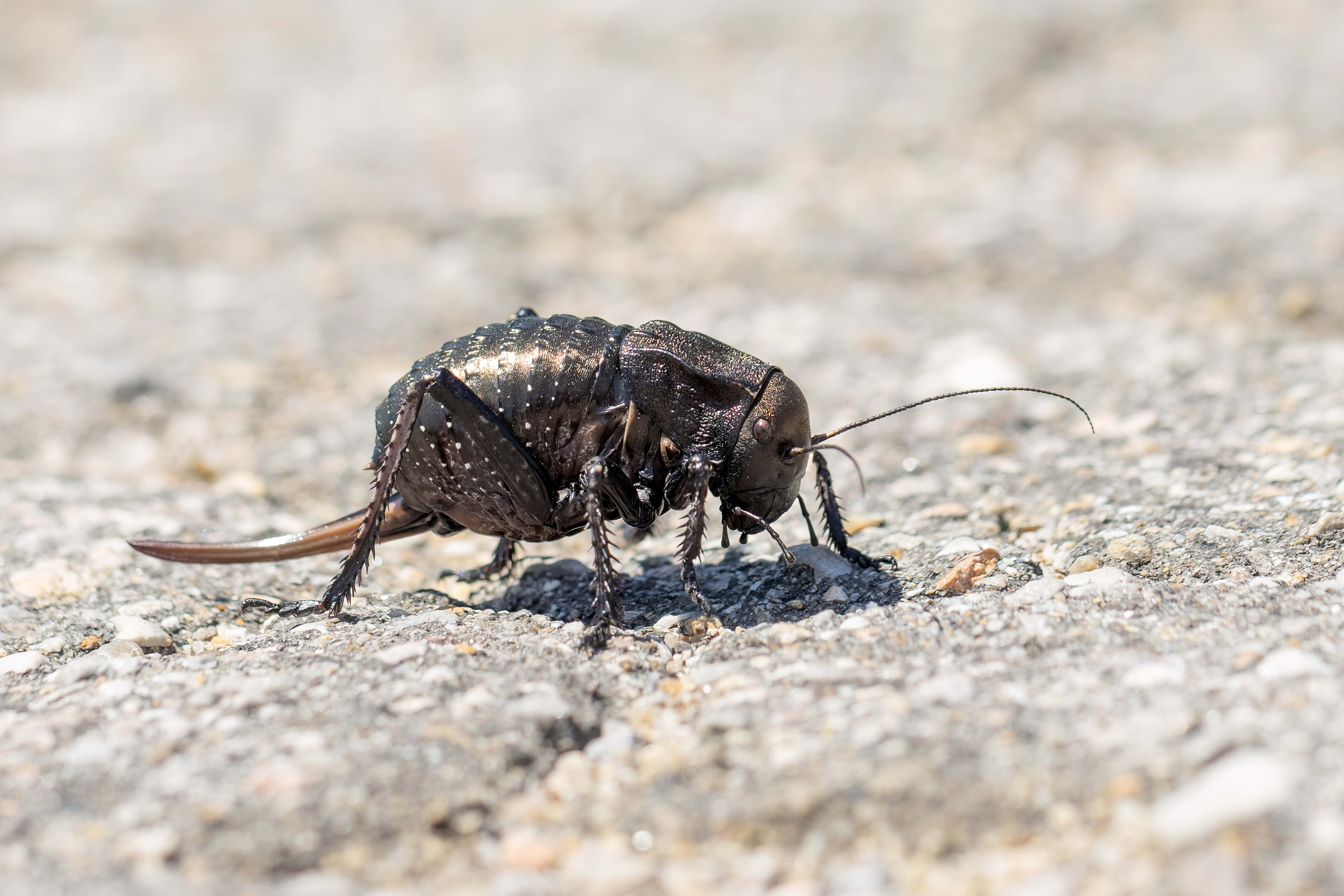 Bradyporus dasypus (Bronze Glandular Bush-Cricket)