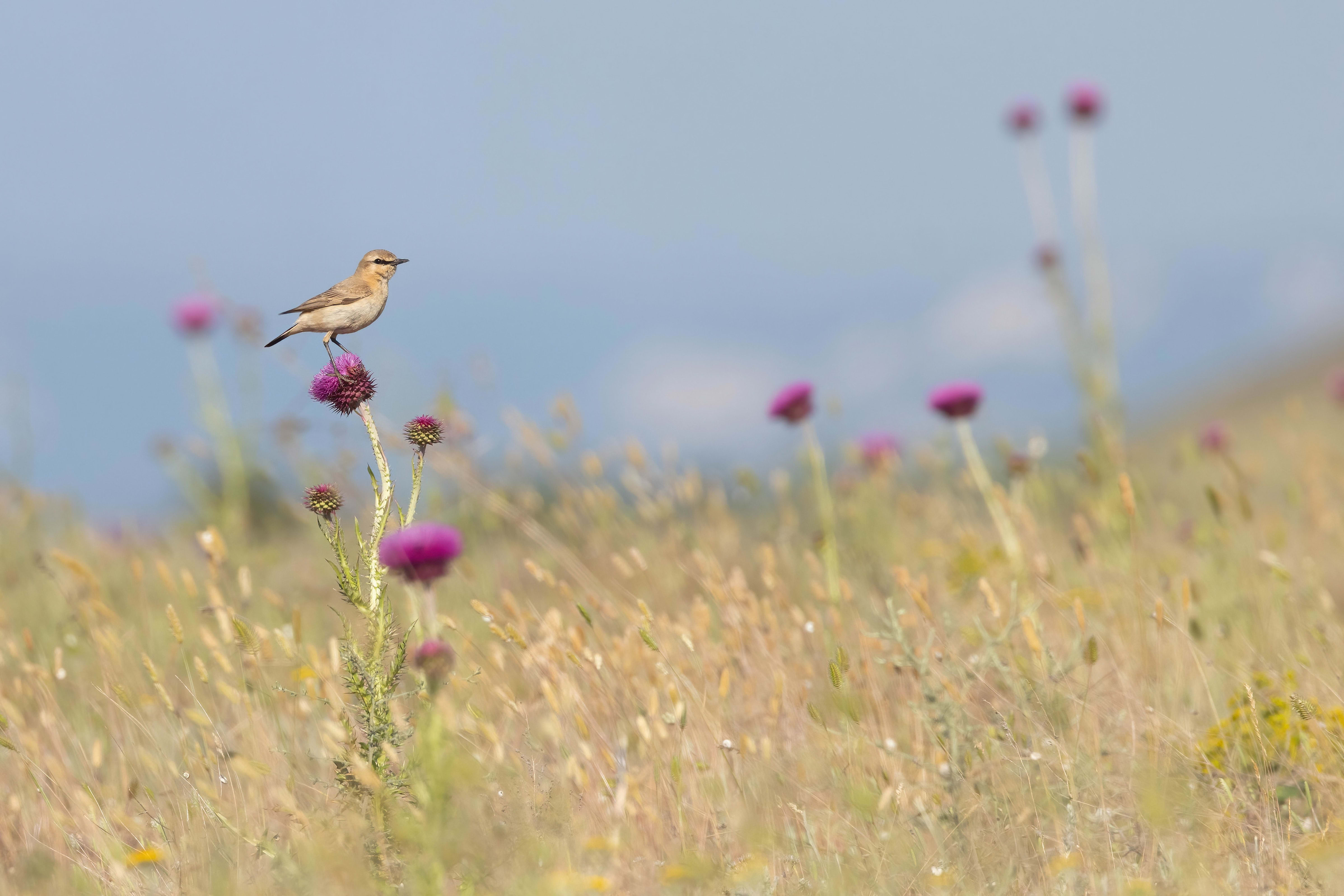 Isabelline Wheatear