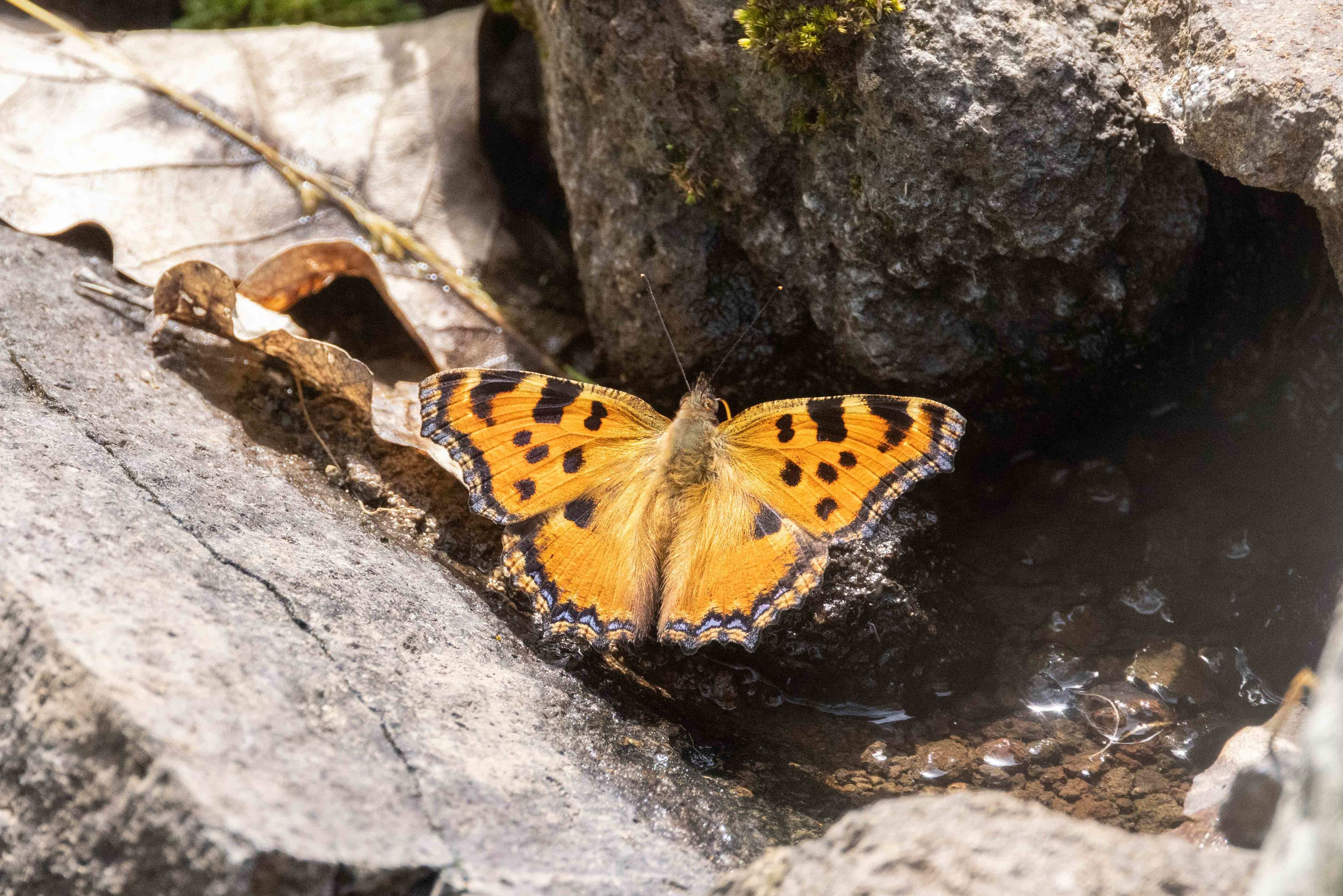 Large Tortoiseshell