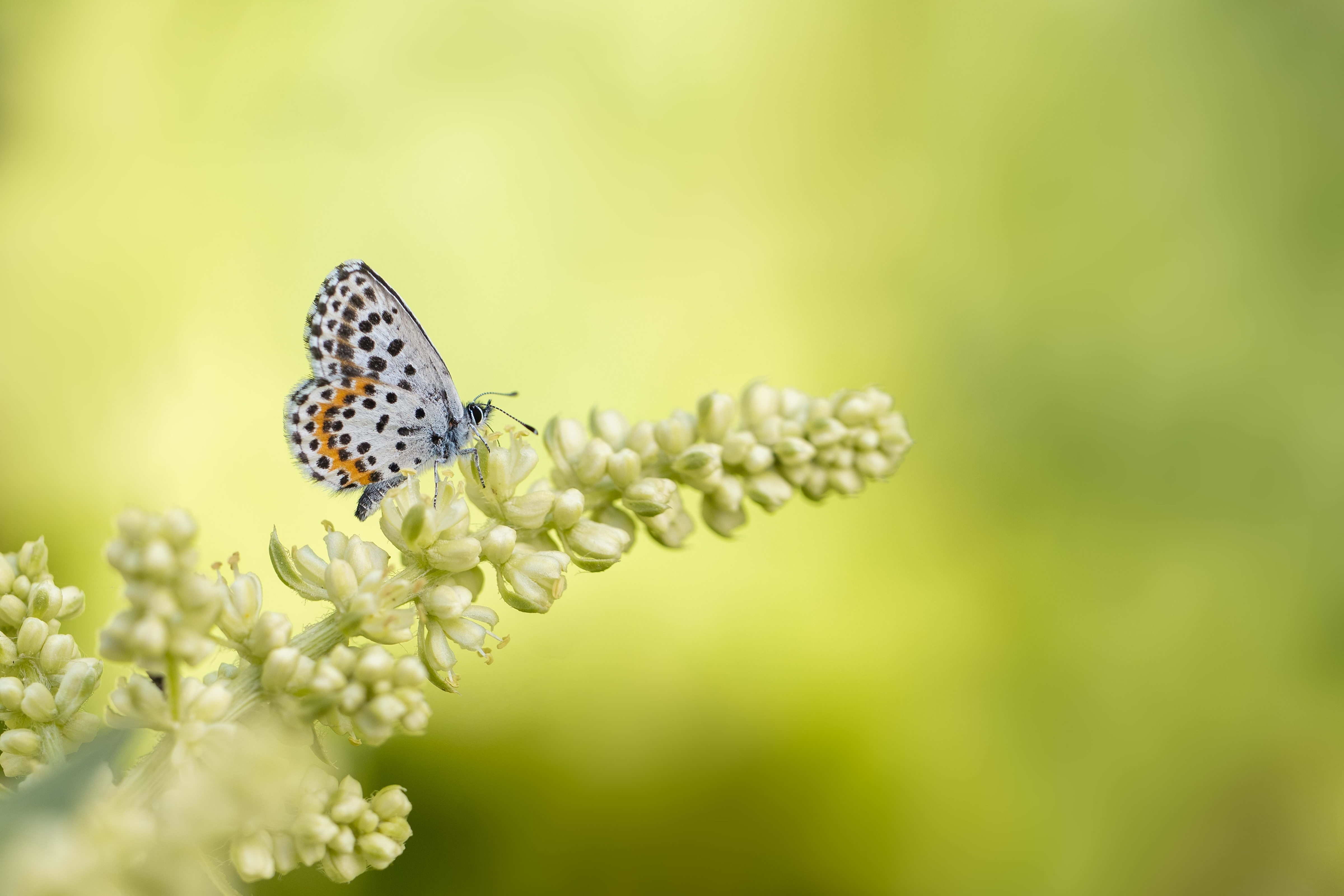 Chequered Blue (Scolitantides orion) in Bulgaria
