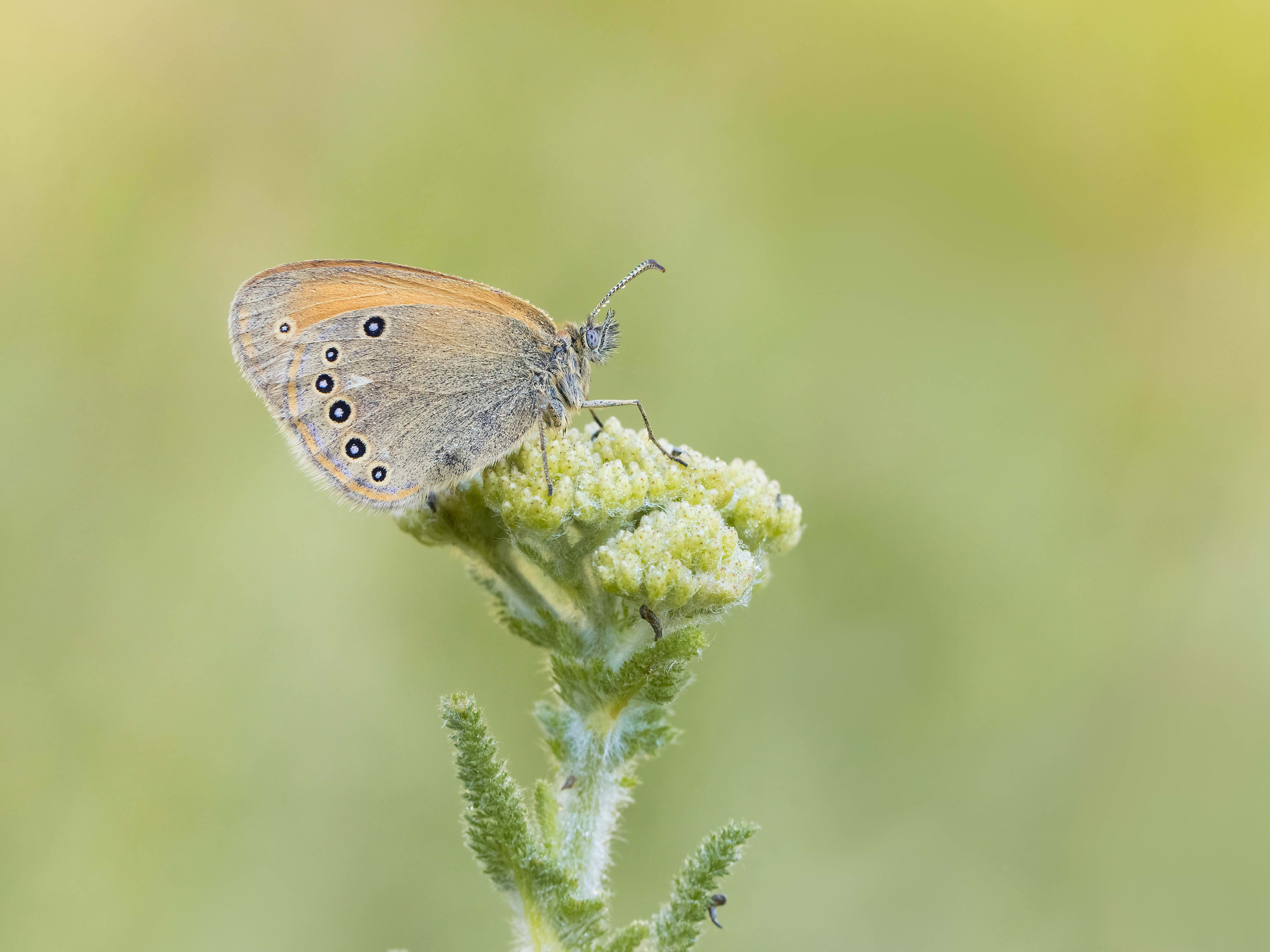 Chestnut Heath (Coenonympha glycerion ) in Bulgaria