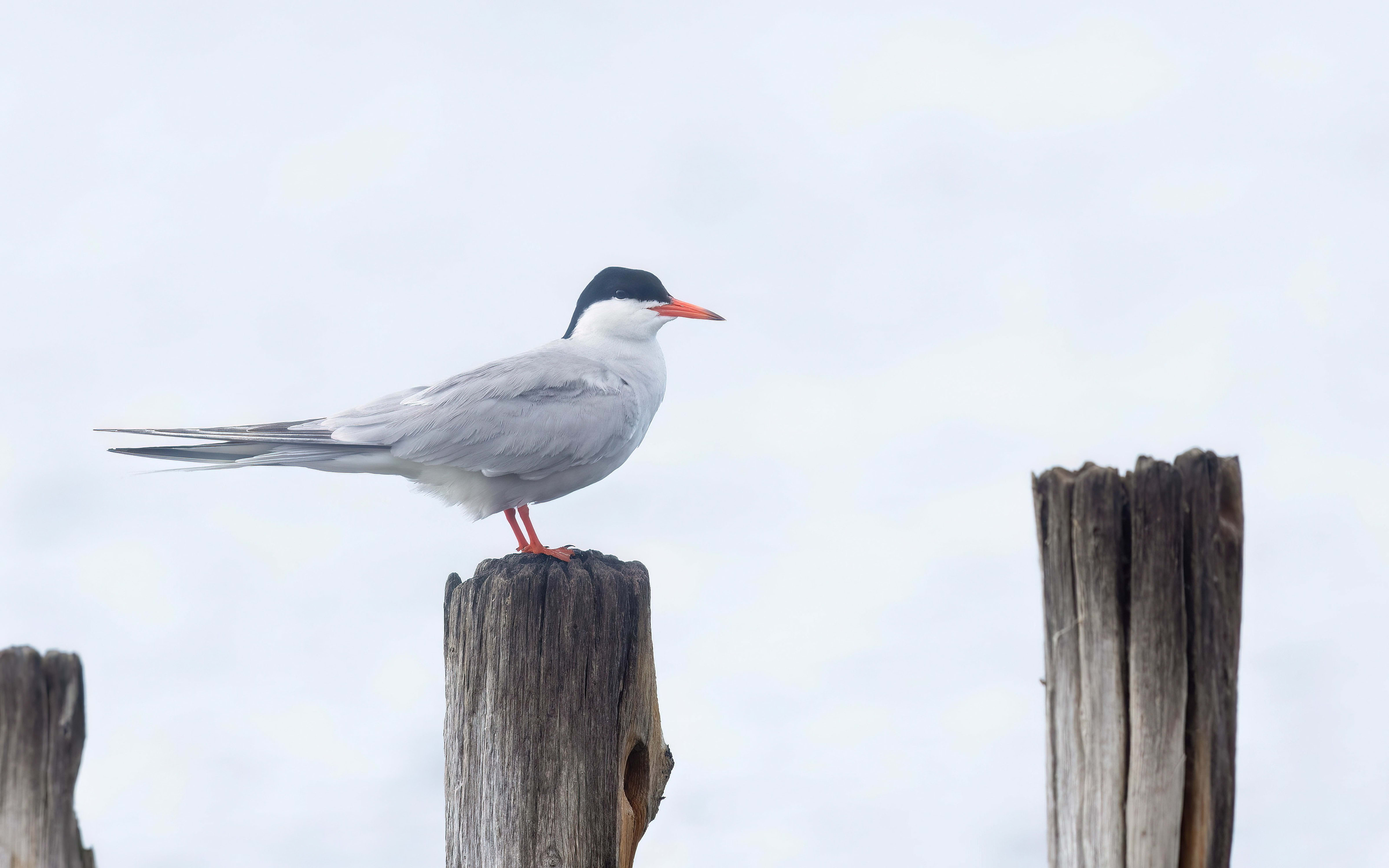 Common Tern