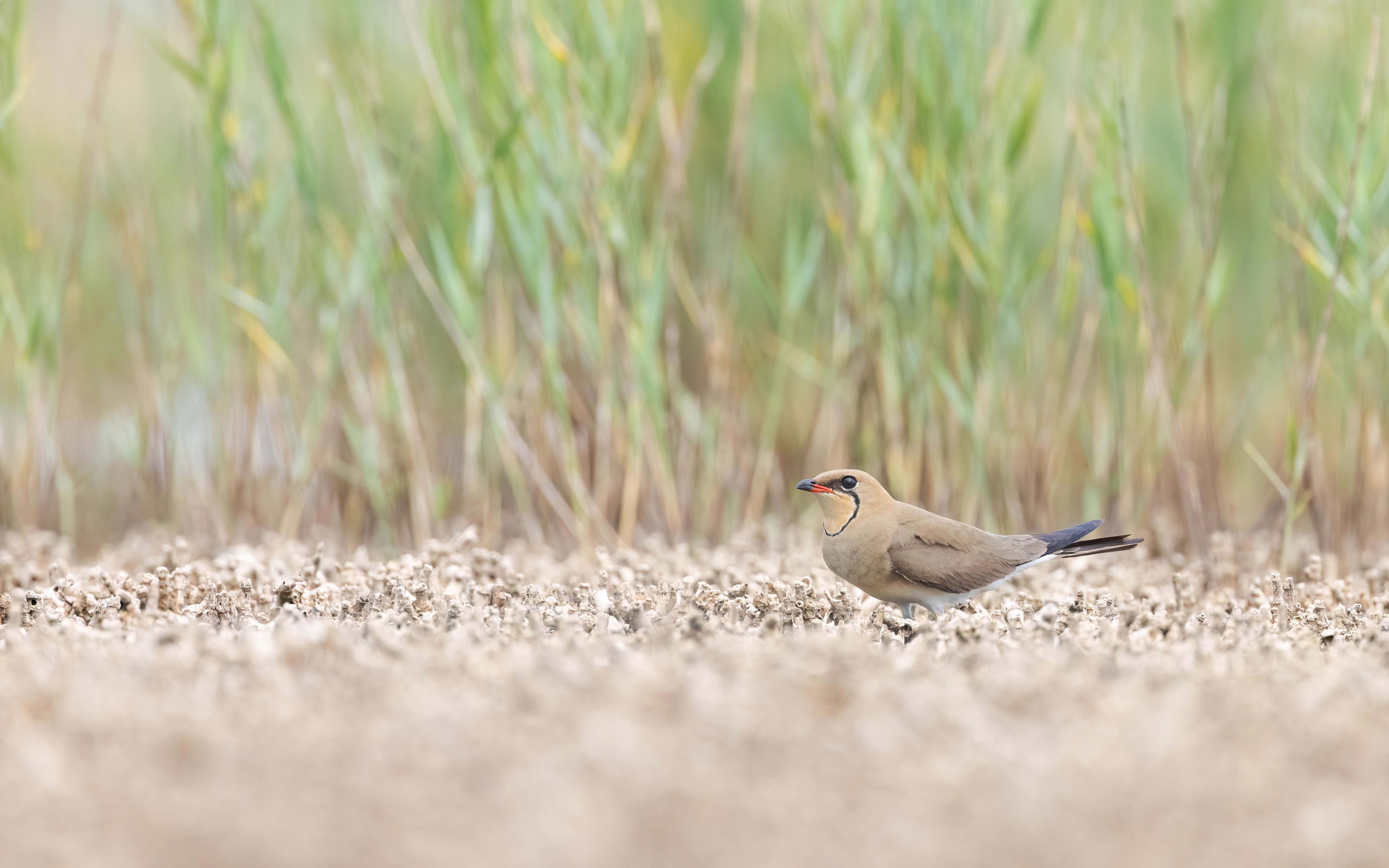 Collared Pratincole in Bulgaria