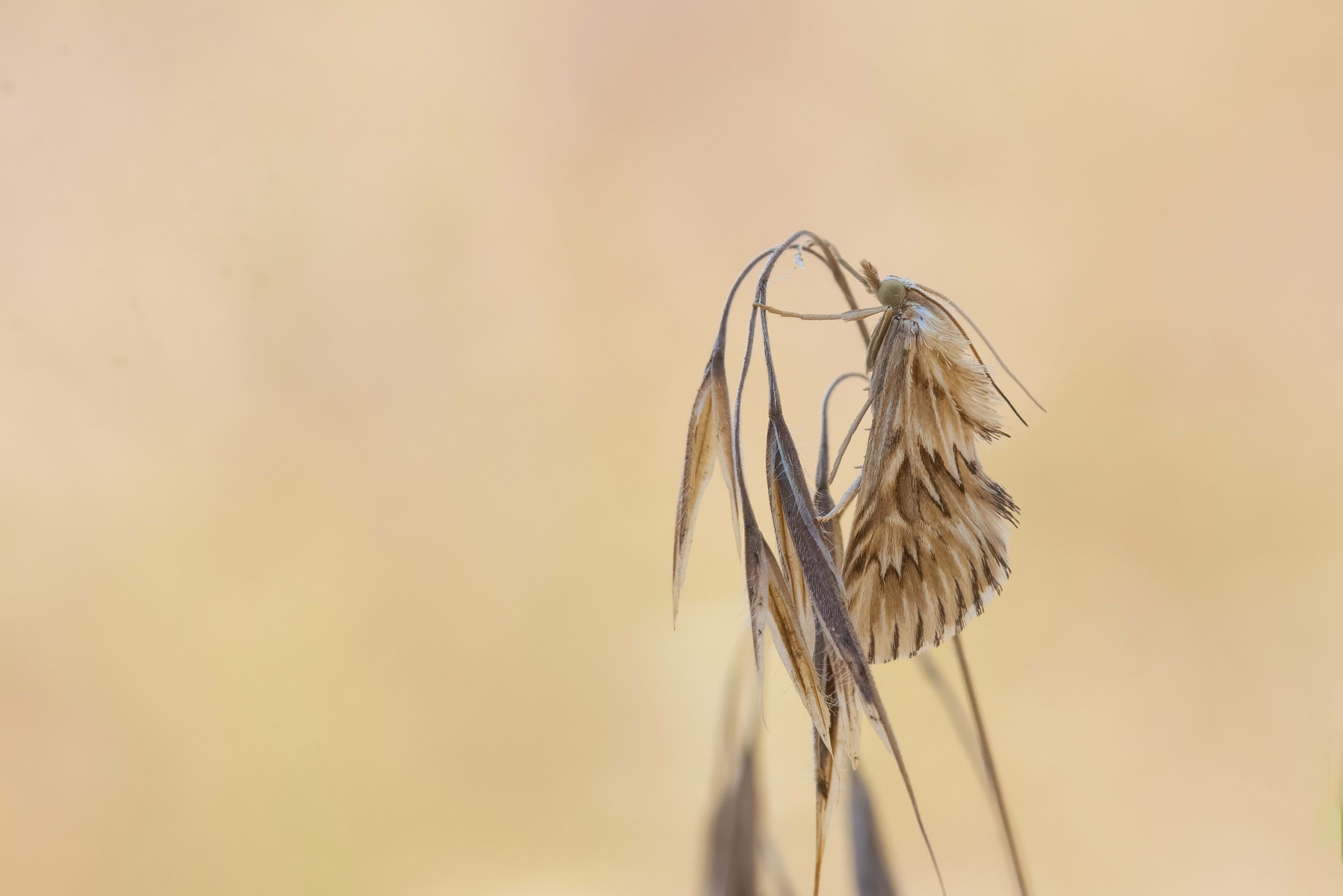 Cynaeda dentalis (Starry Pearl)