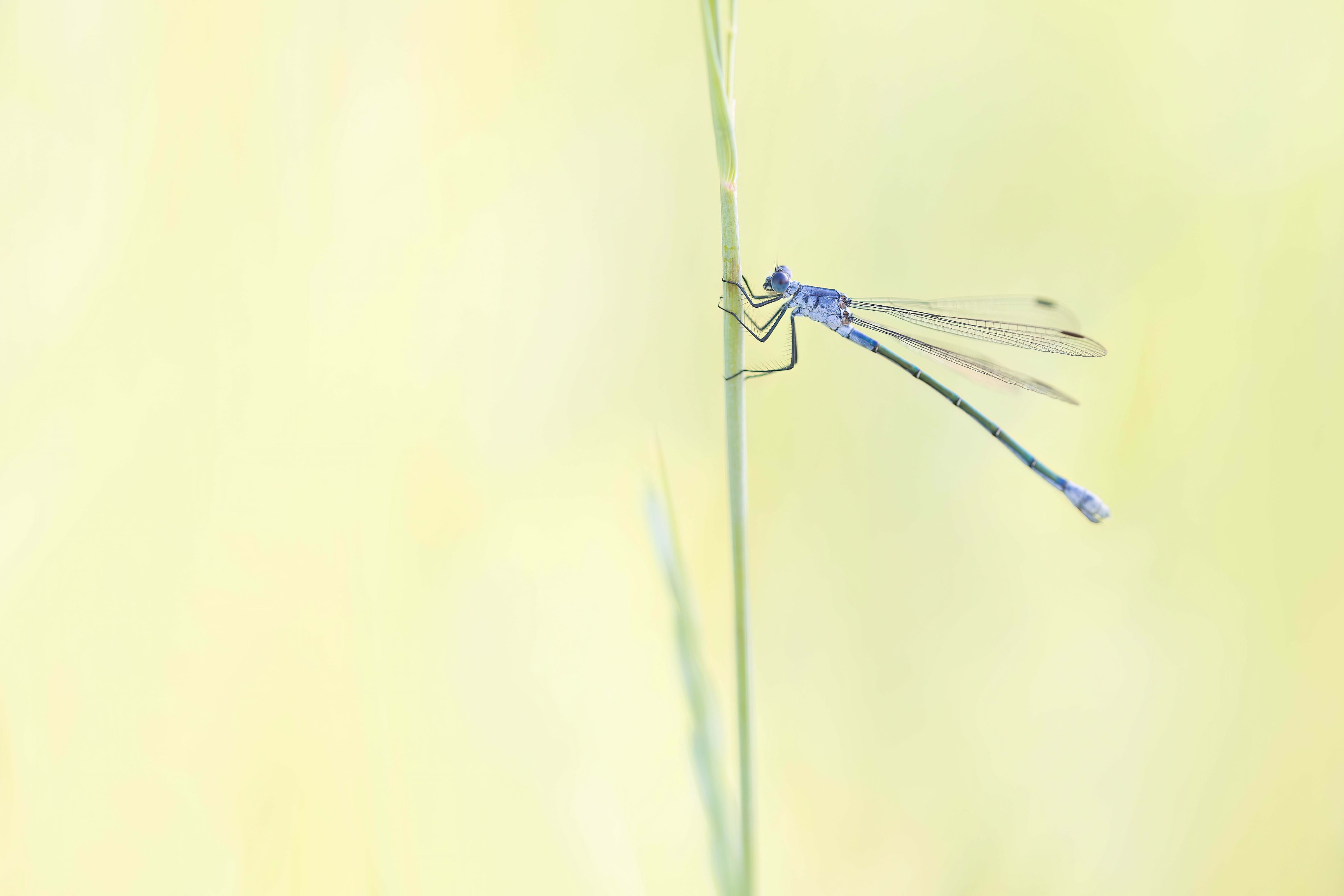 Dark Spreadwing