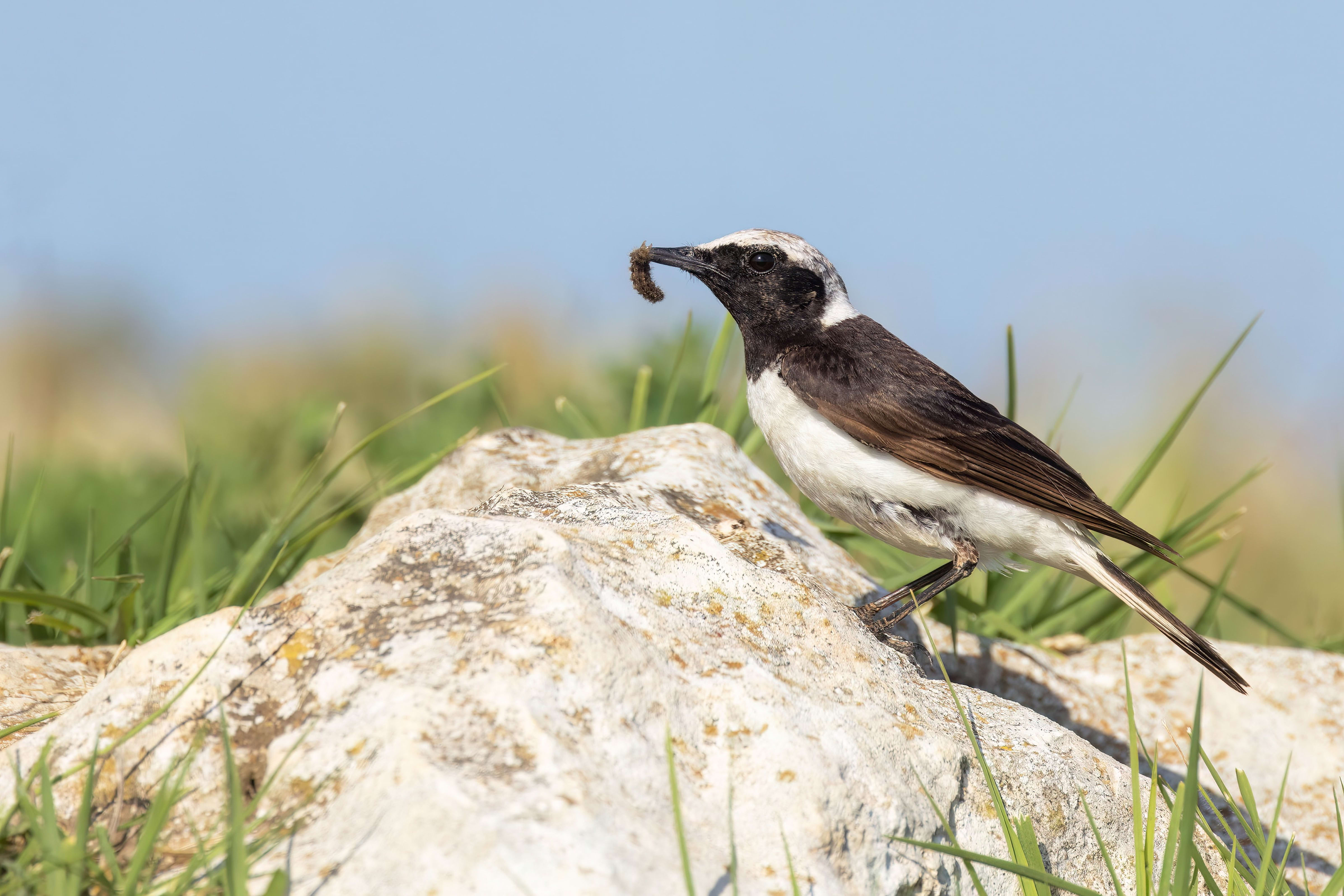 Pied Wheatear