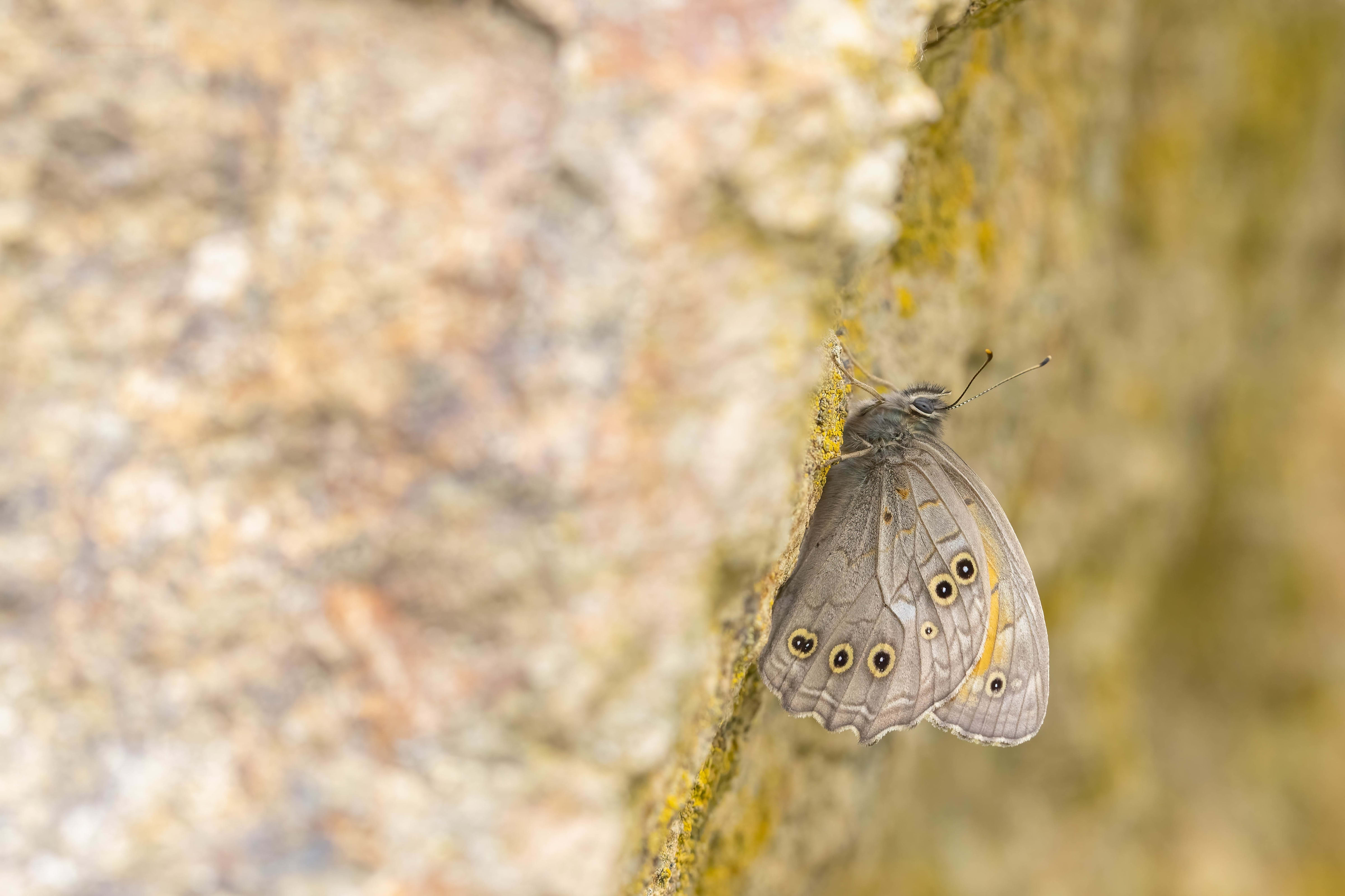 Lattice Brown