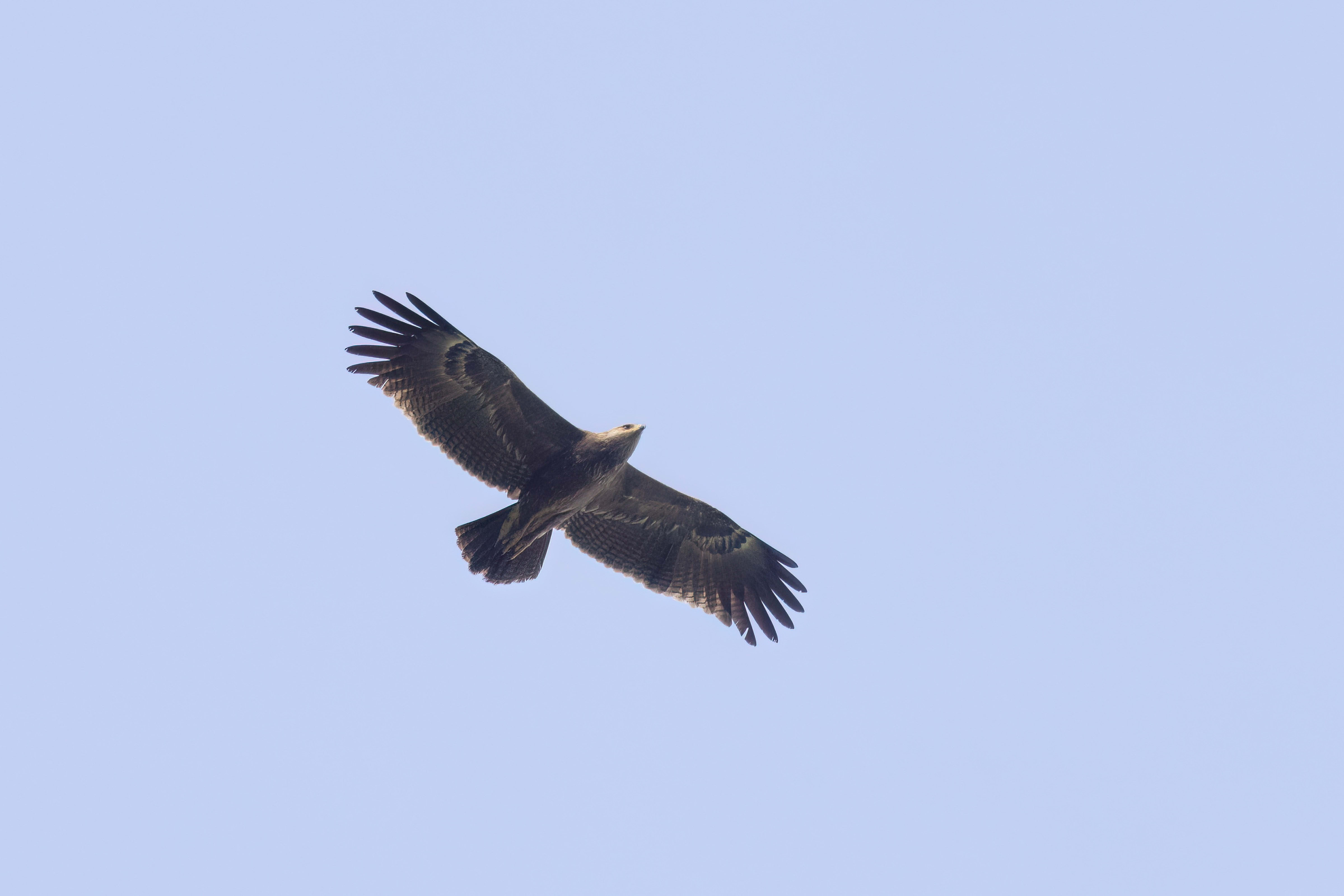 Lesser Spotted Eagle