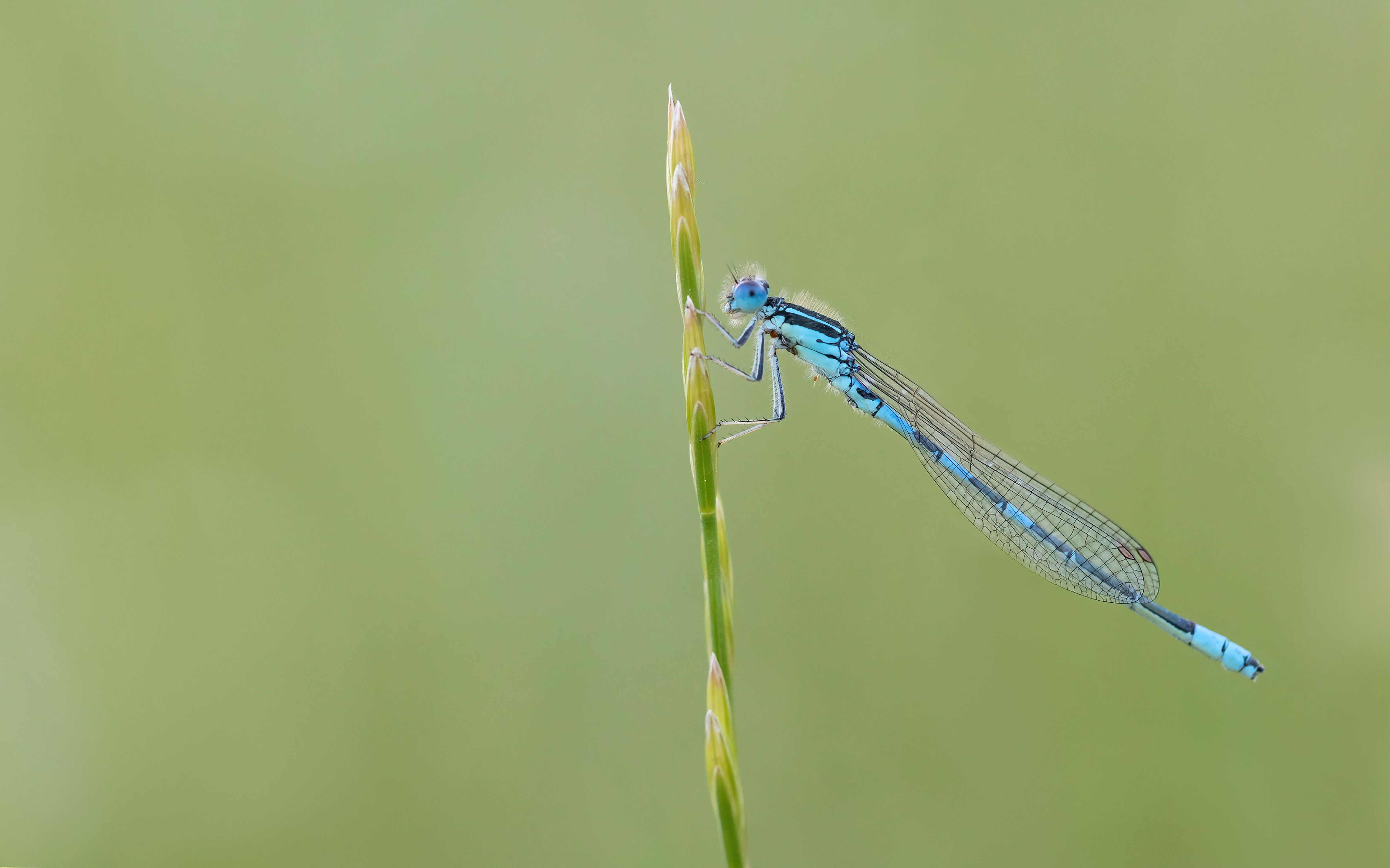 Dainty Bluet