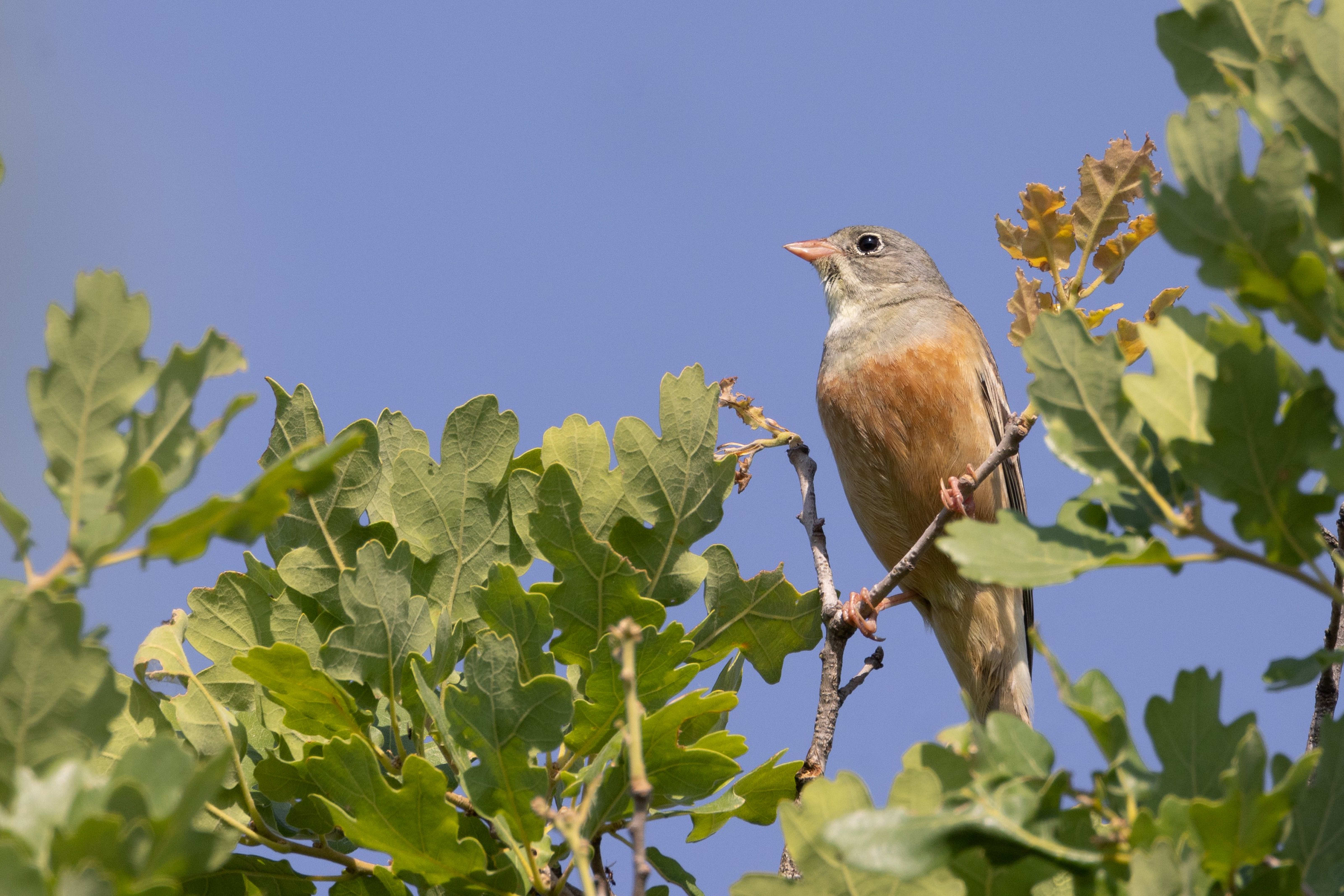 Ortolan Bunting