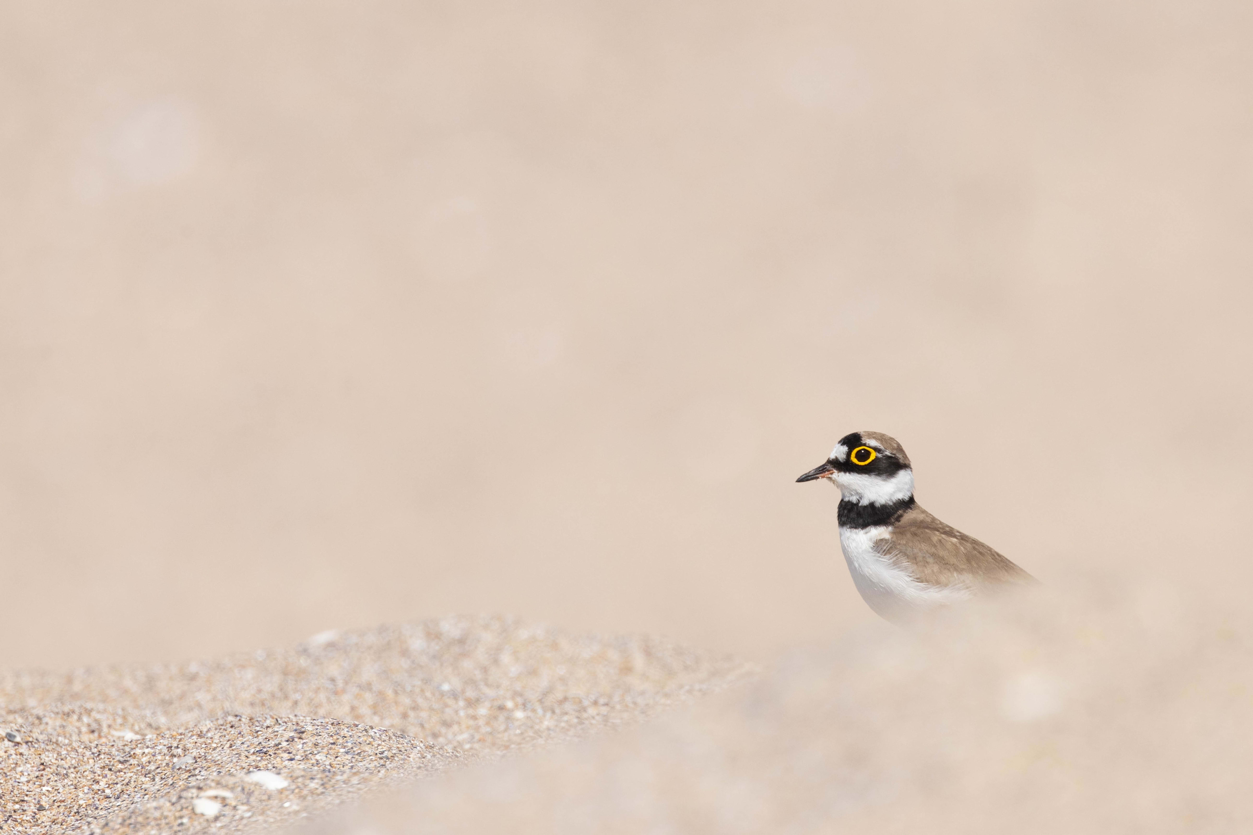 Little Ringed Plover in Bulgaria