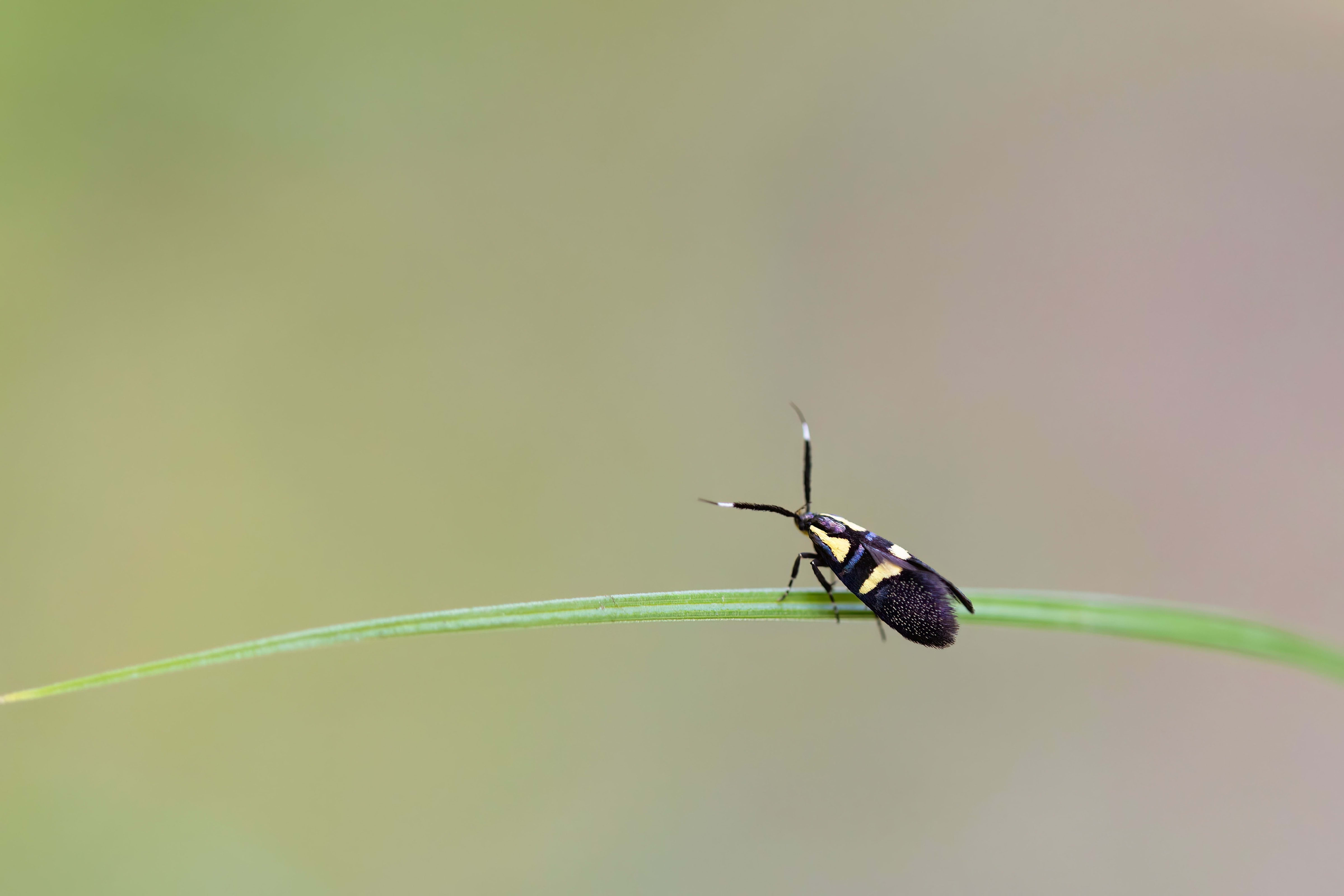 Scarce Forest Tubic (Dasycera oliviella)