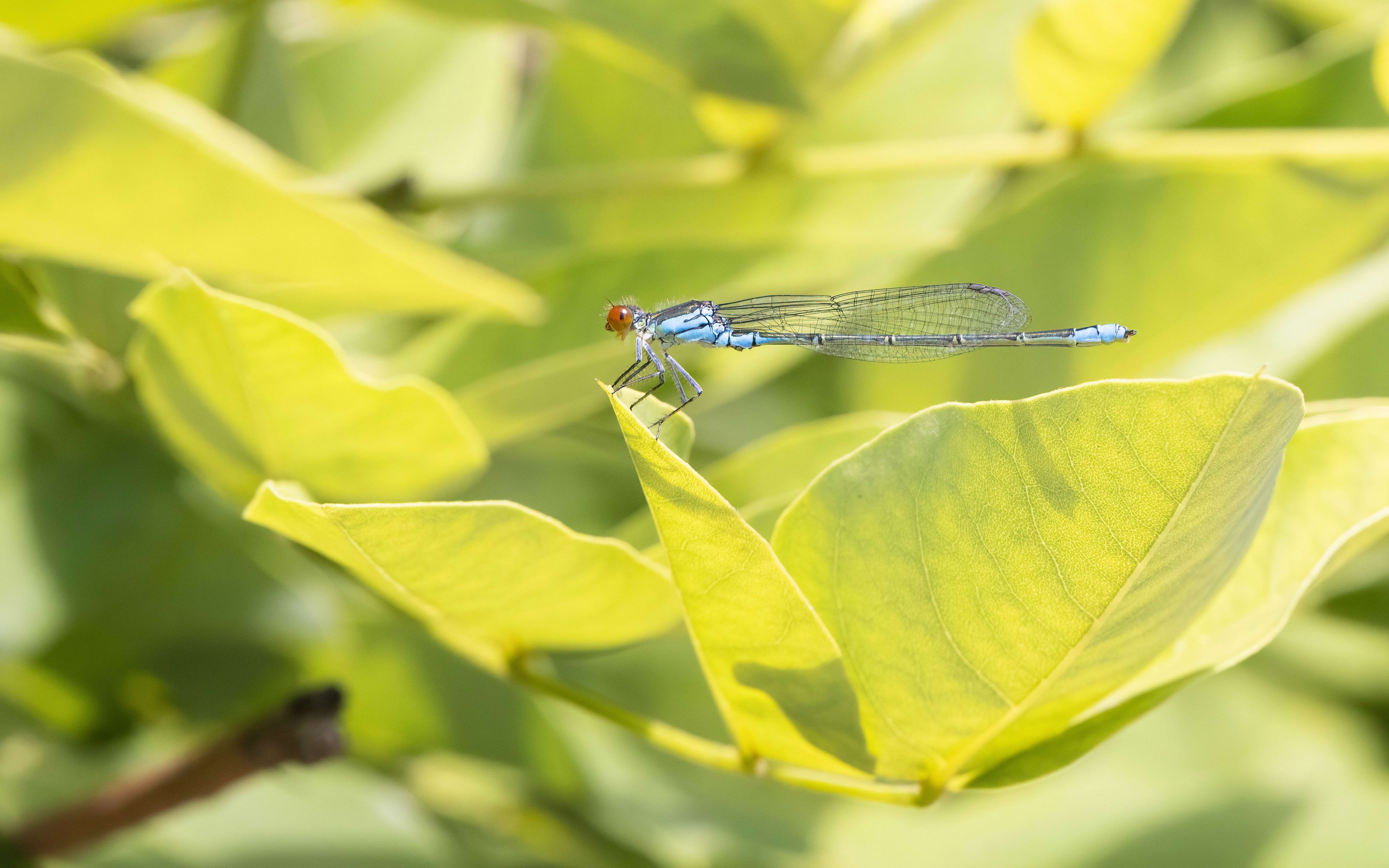 Small Red-eye