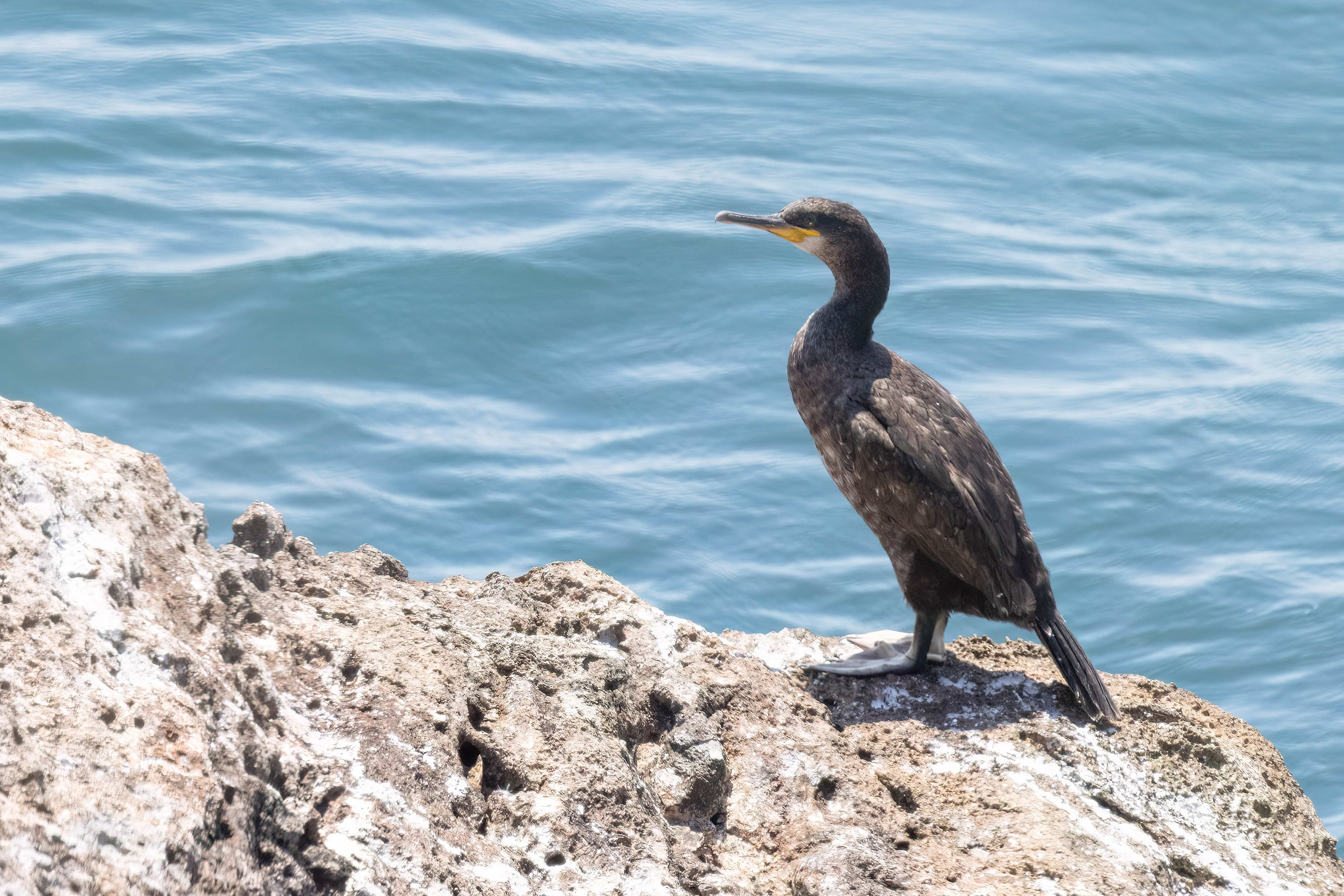 European Shag in Bulgaria