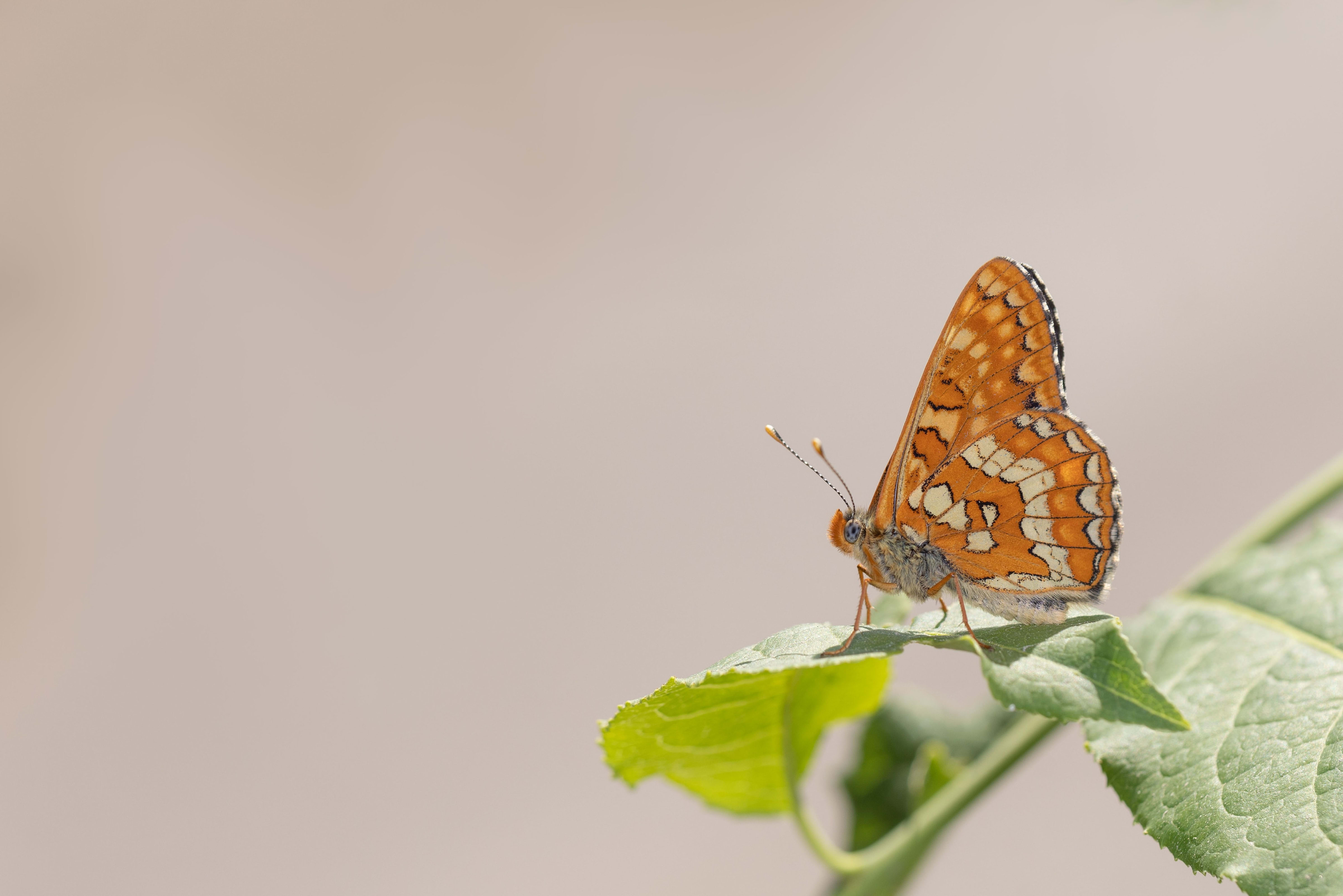 Scarce Fritillary