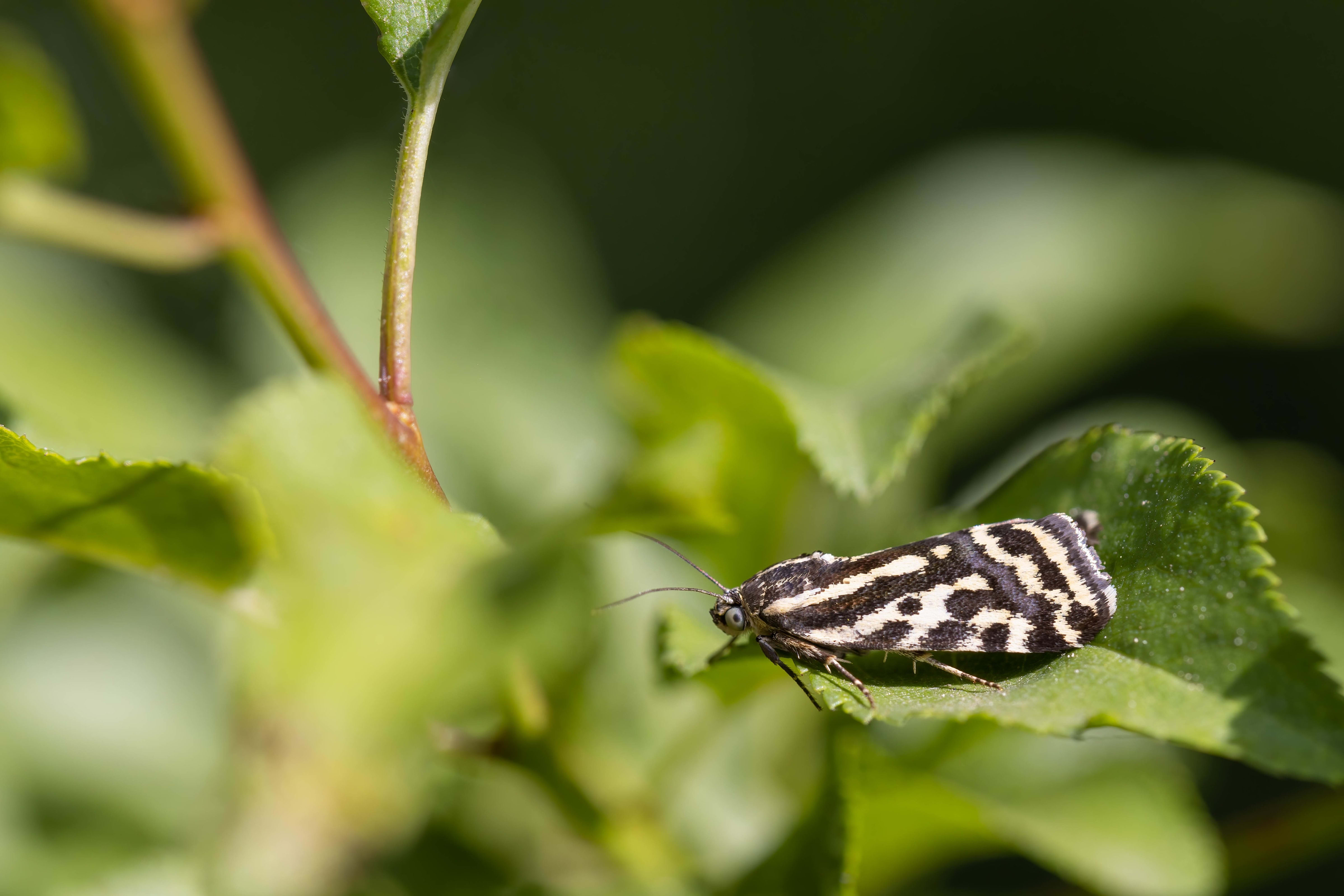 Spotted Sulphur (Emmelia trabealis) in Bulgaria