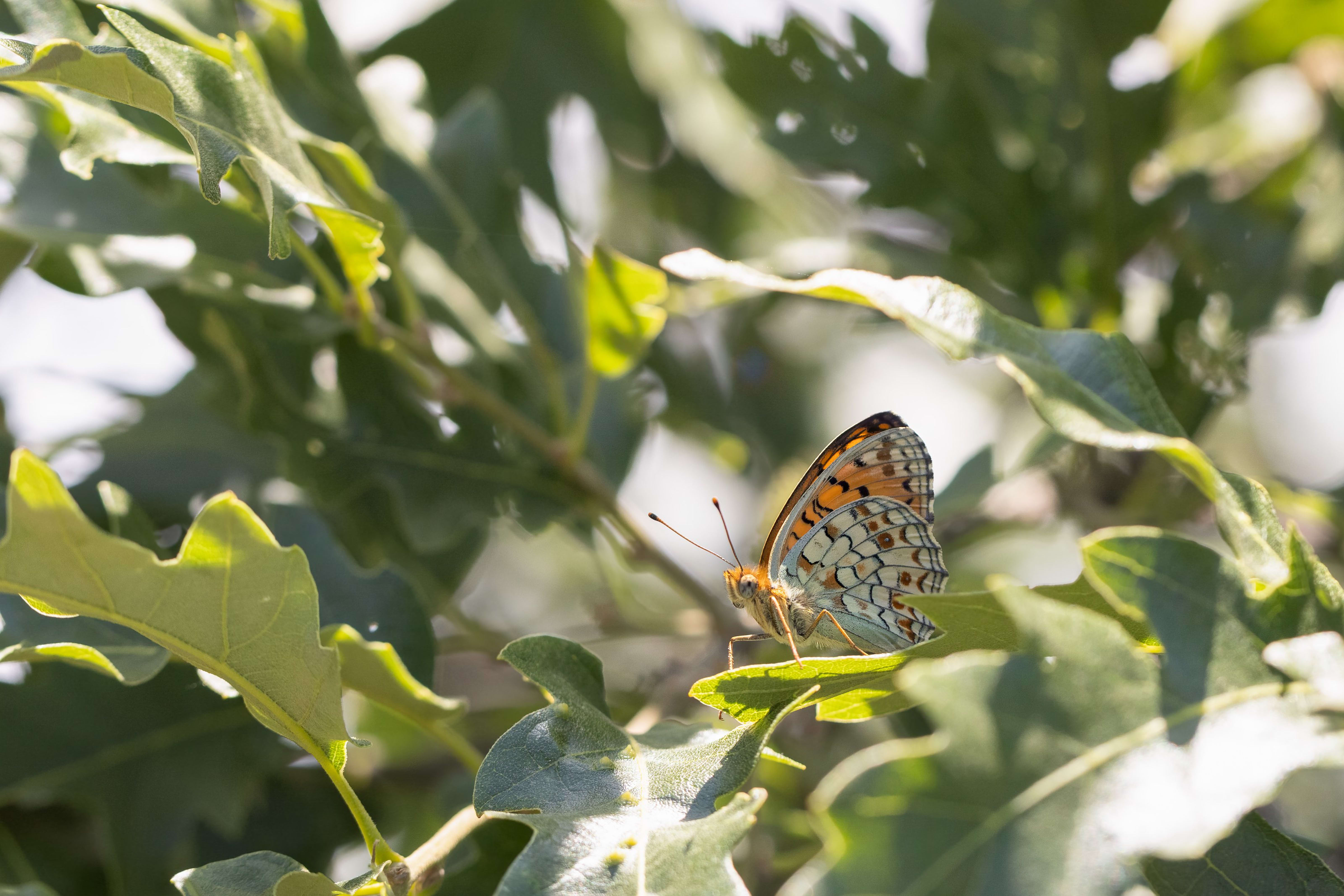 Niobe Fritillary