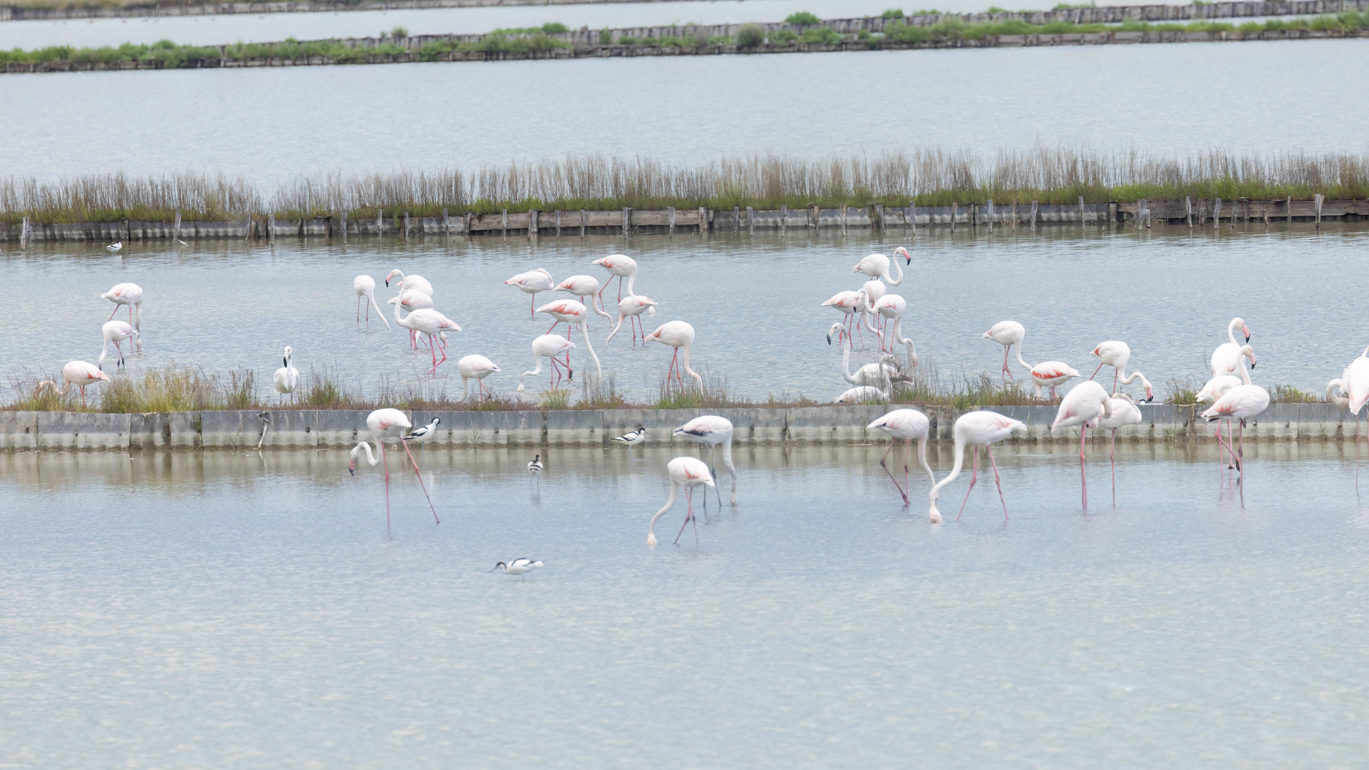 Greater Flamingo