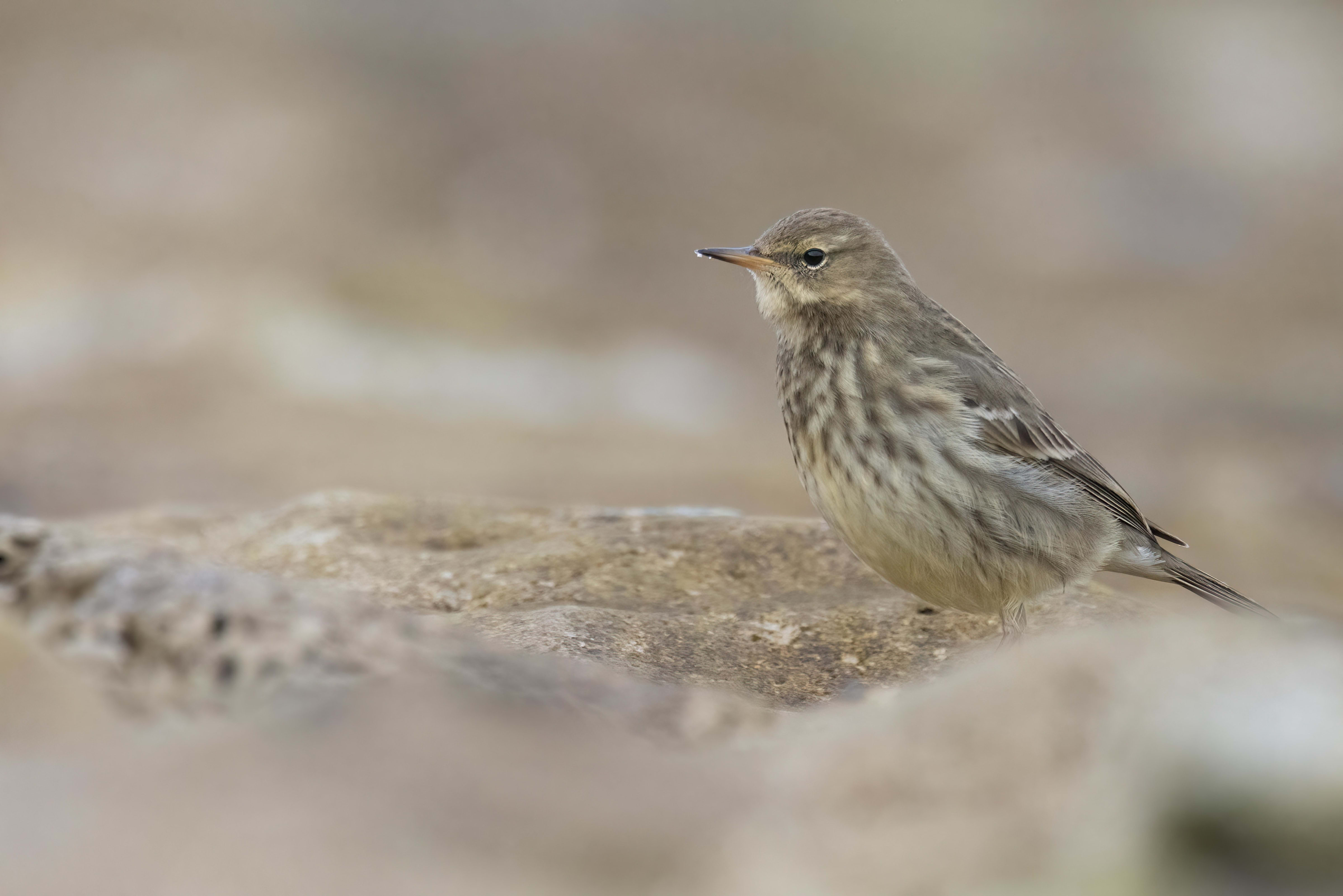 Rock Pipit at Reculver Towers (Kent)