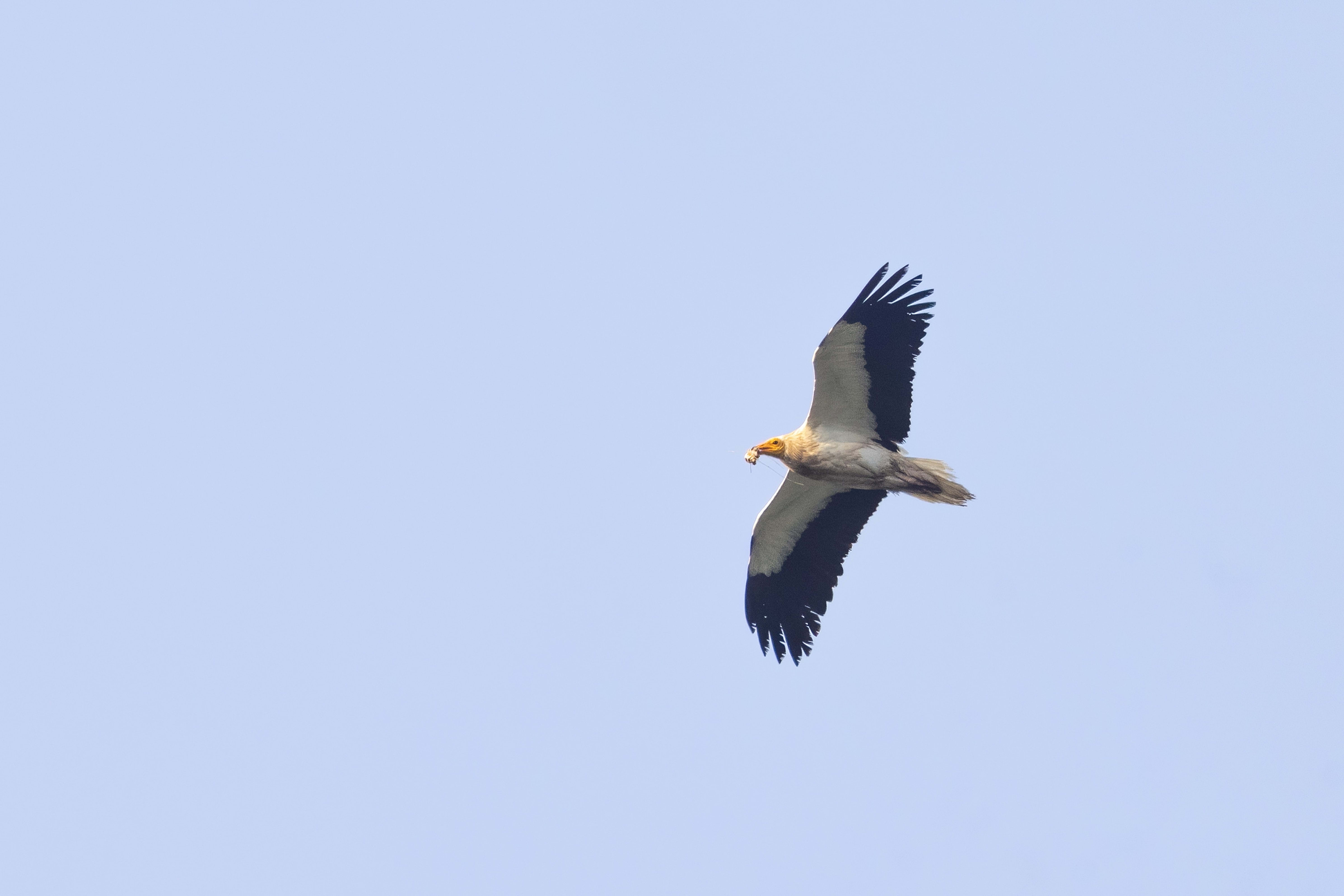 Egyptian Vulture