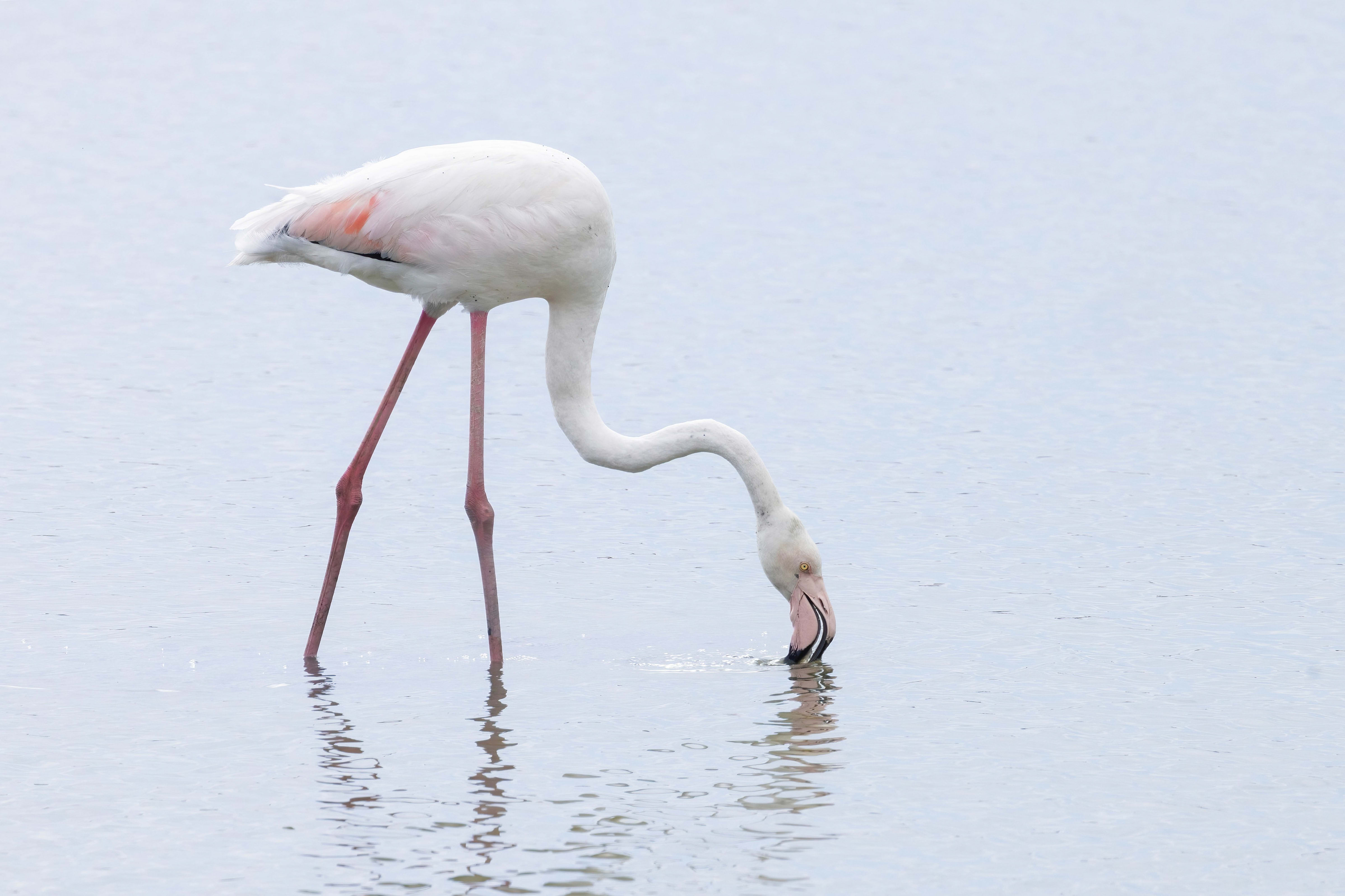 Greater Flamingo