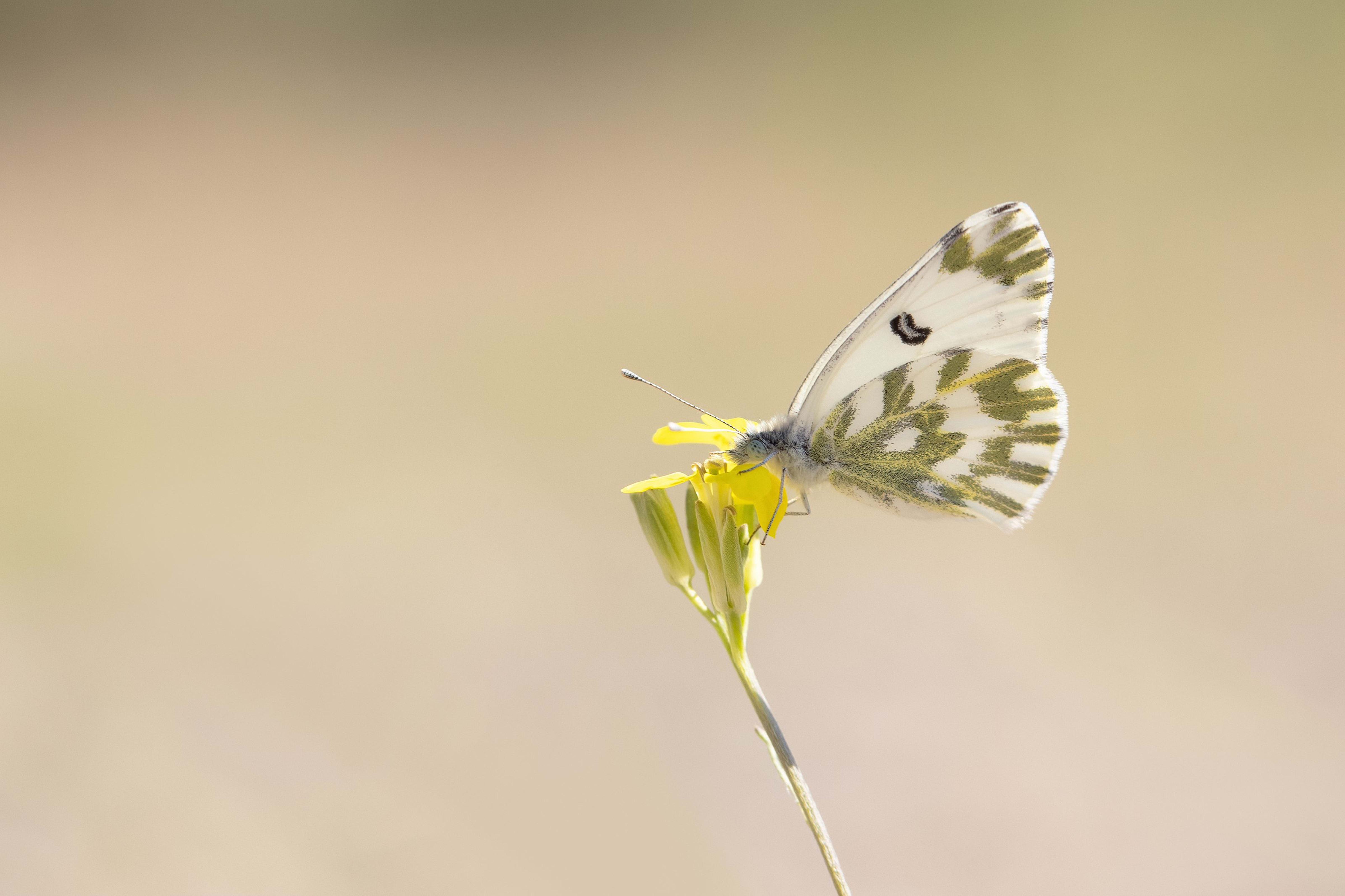 Small Bath White (Pontia chloridice)