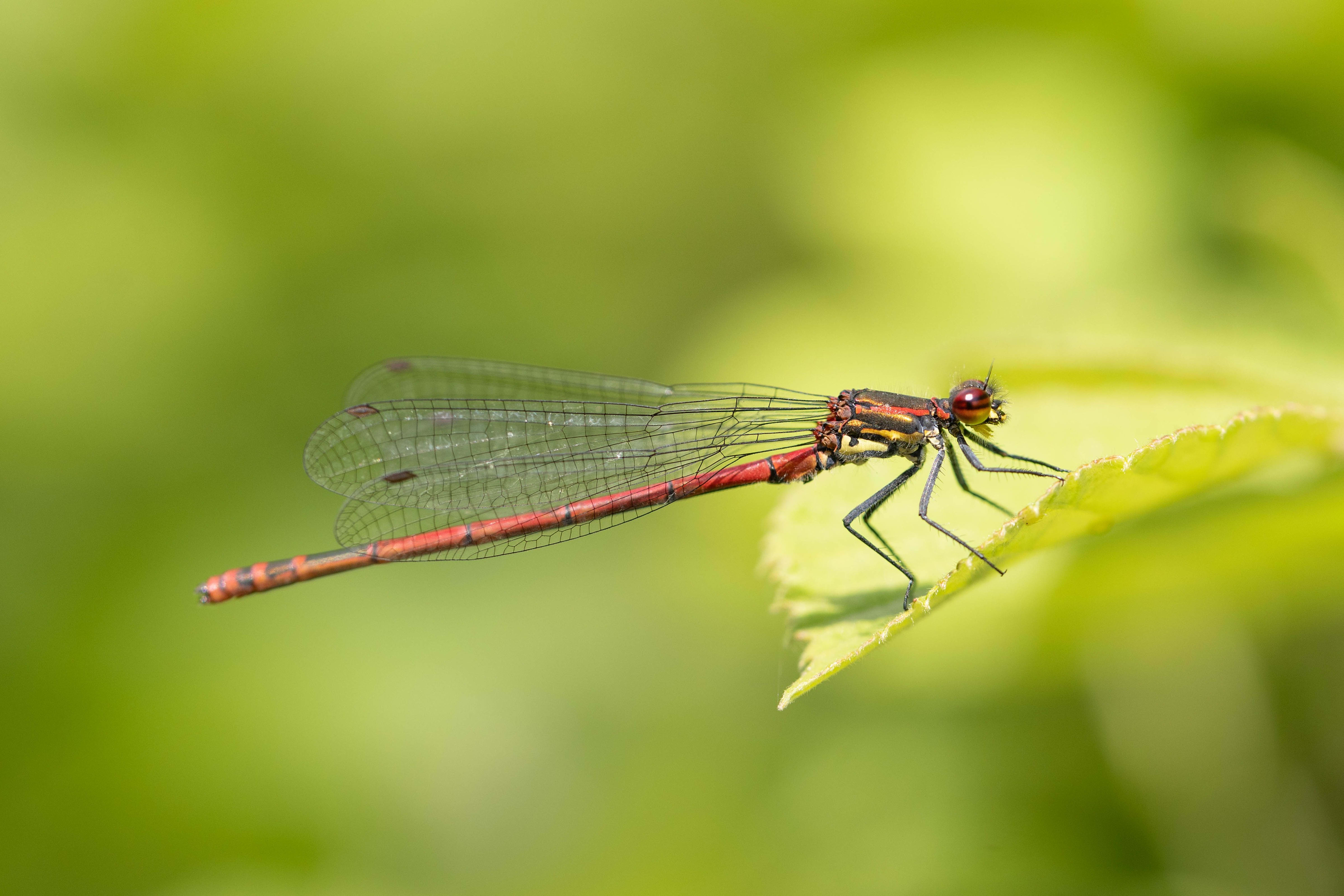 Large Red Damselfly