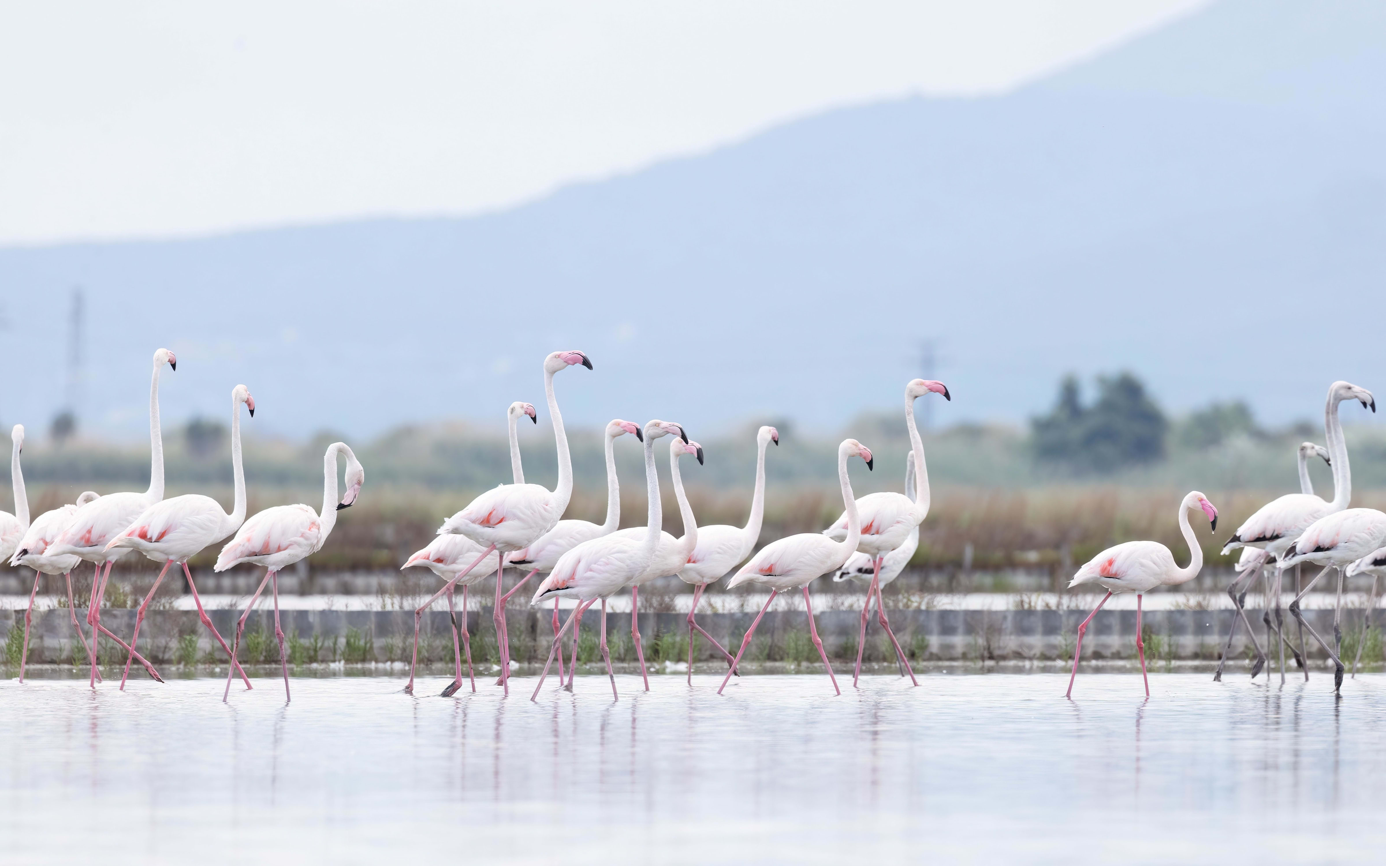 Greater Flamingo