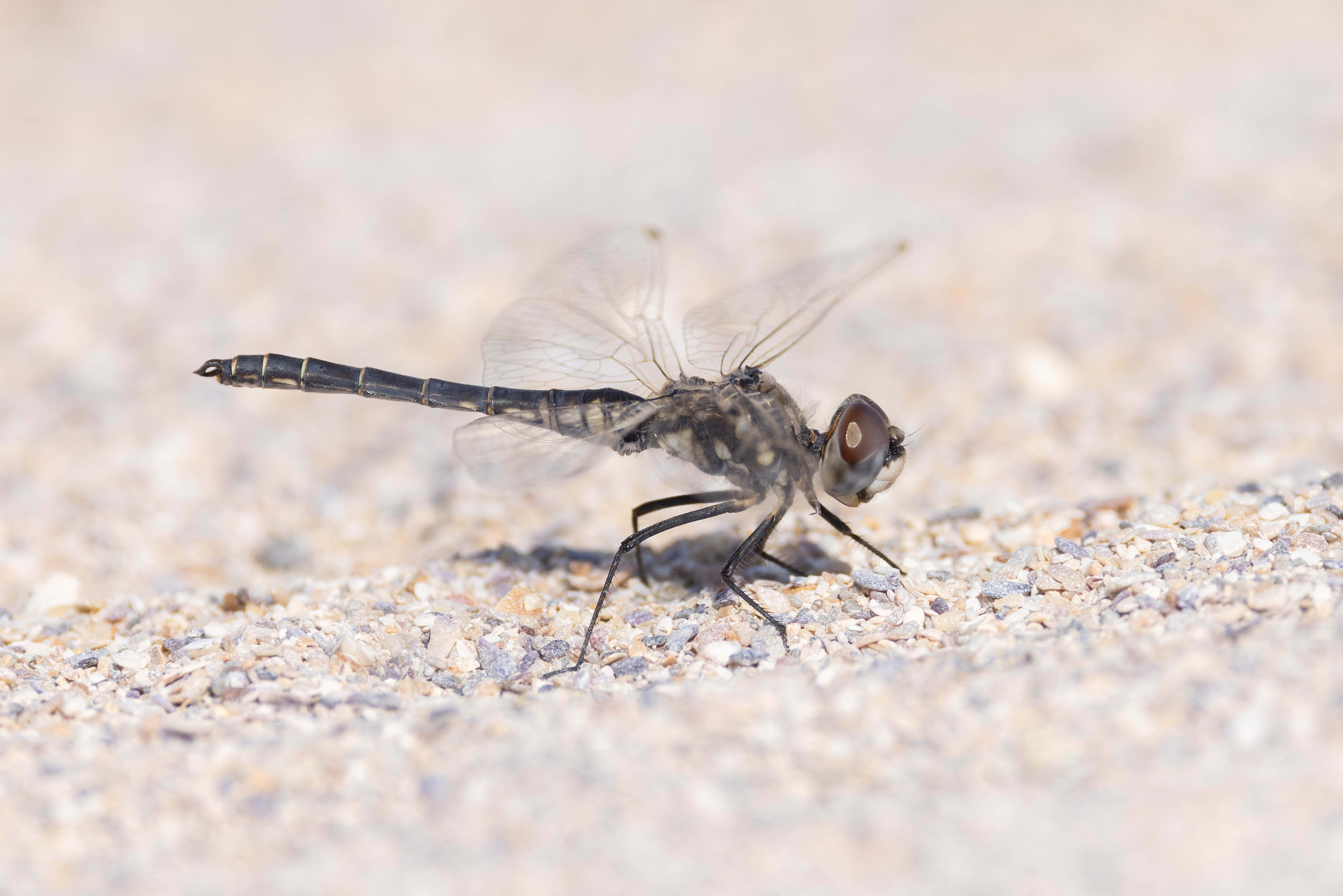 Black Pennant in Bulgaria