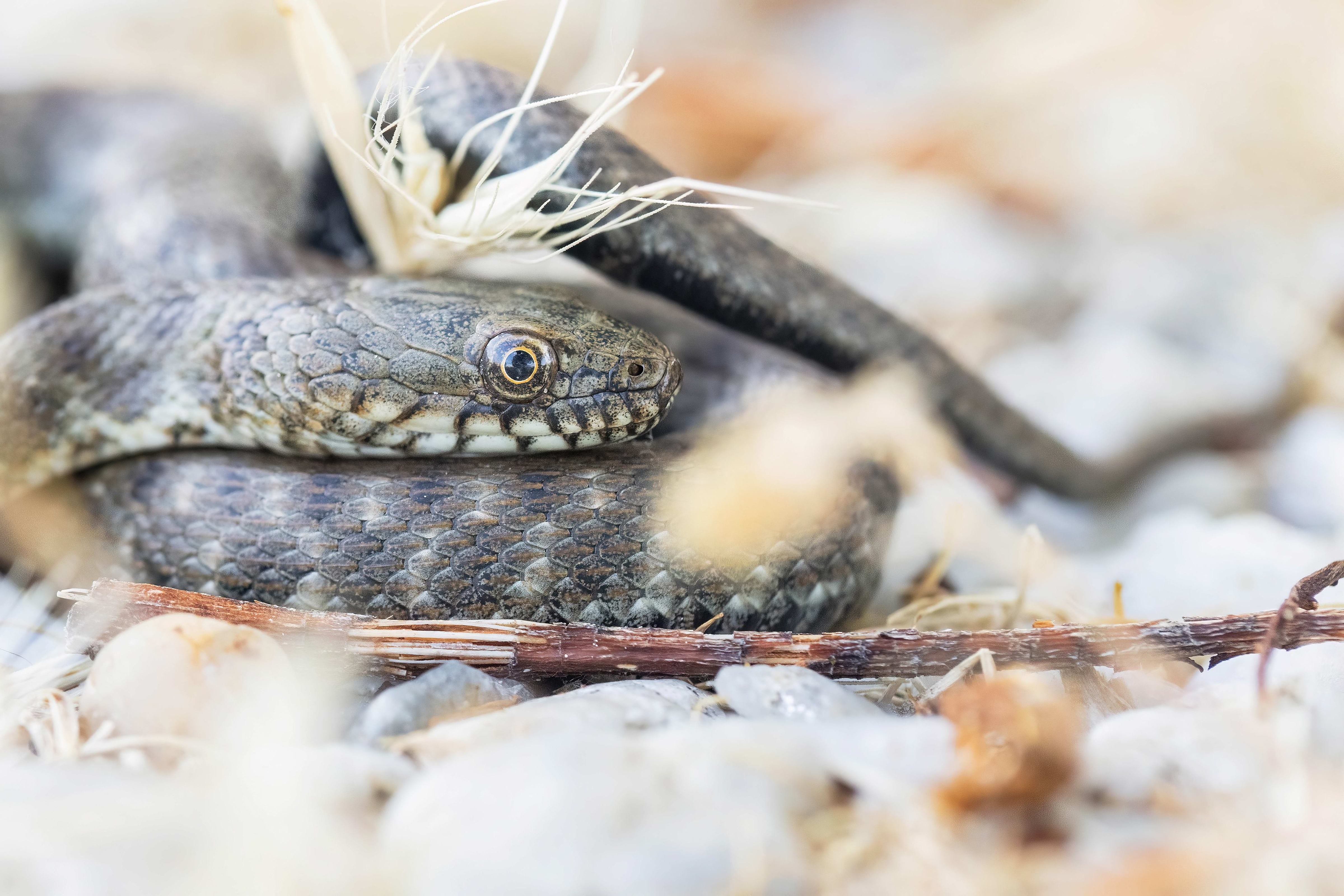 Dice Snake