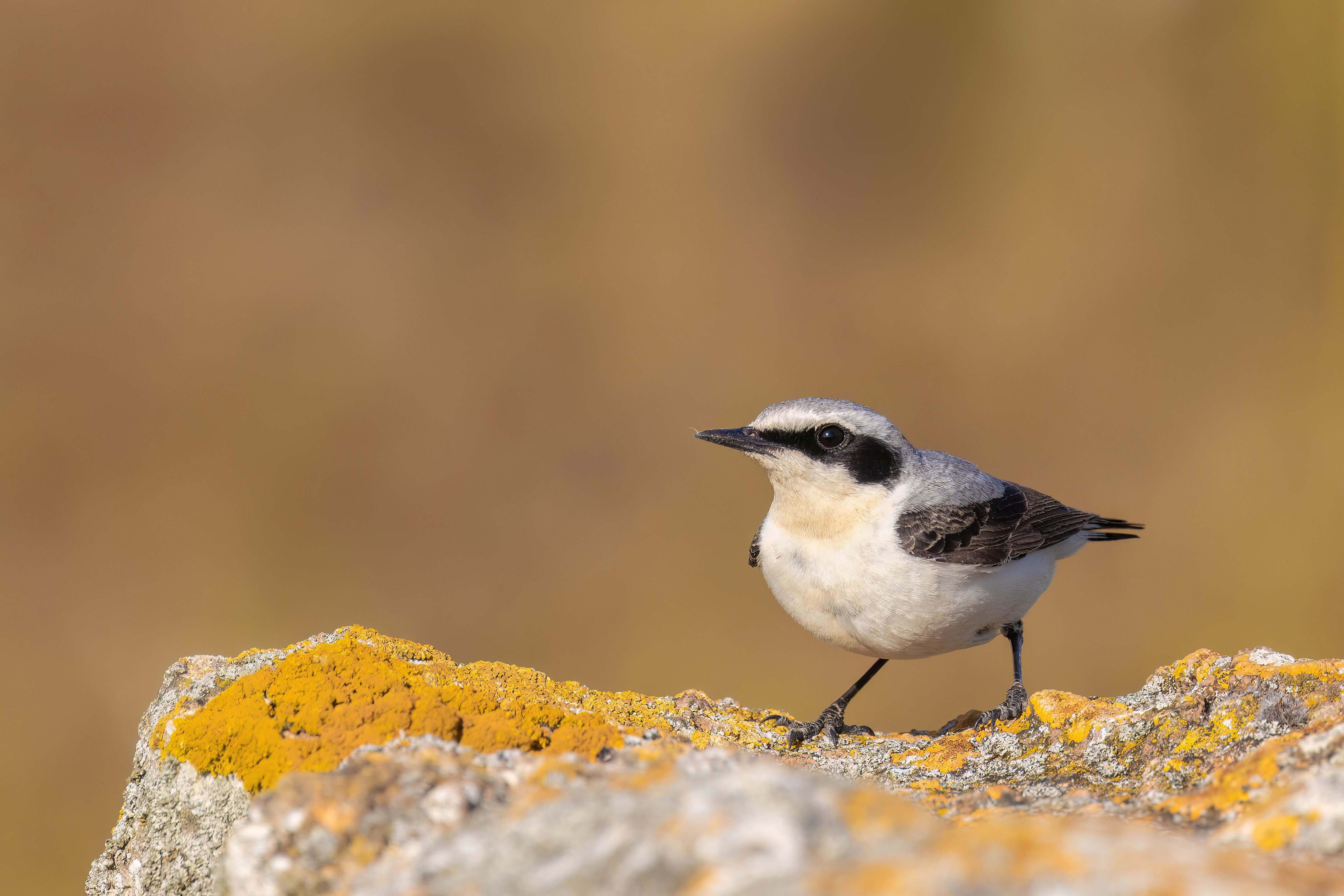 Northern Wheatear