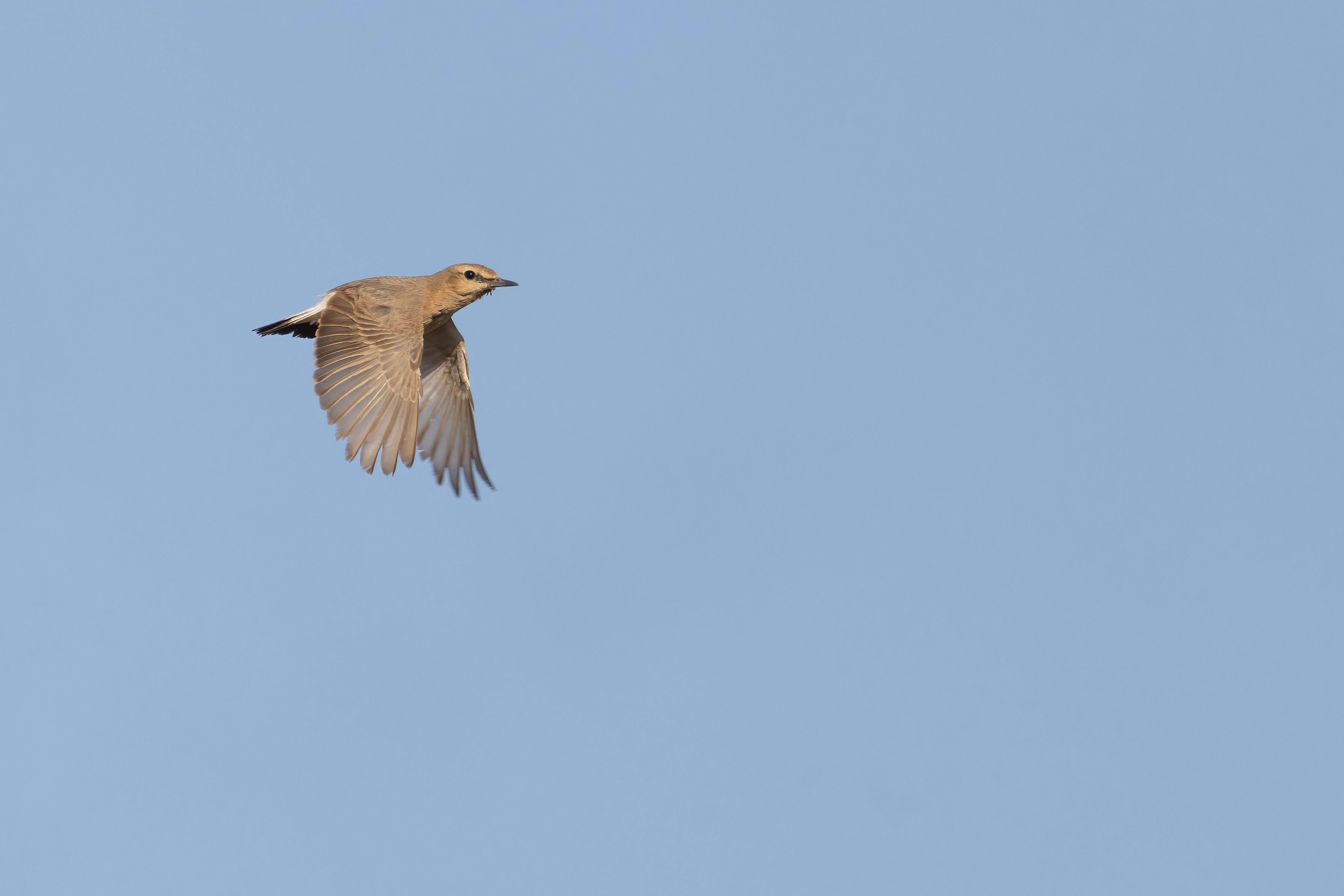 Isabelline Wheatear