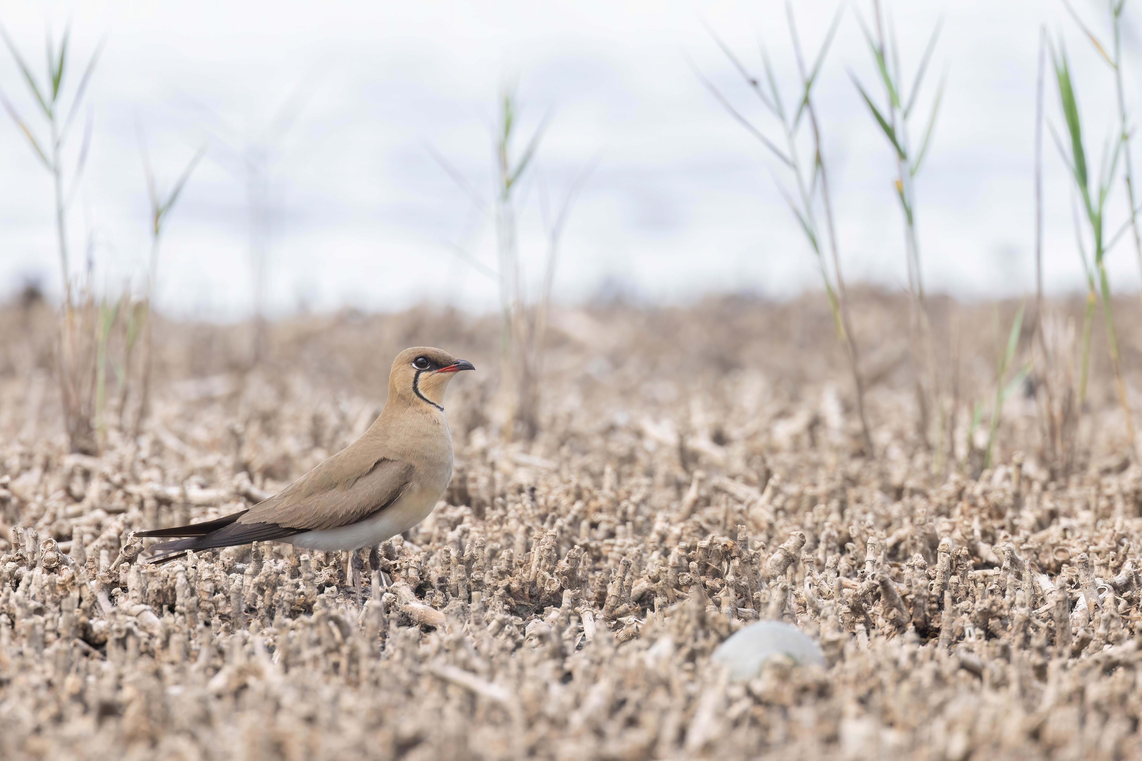 Collared Pratincole in Bulgaria