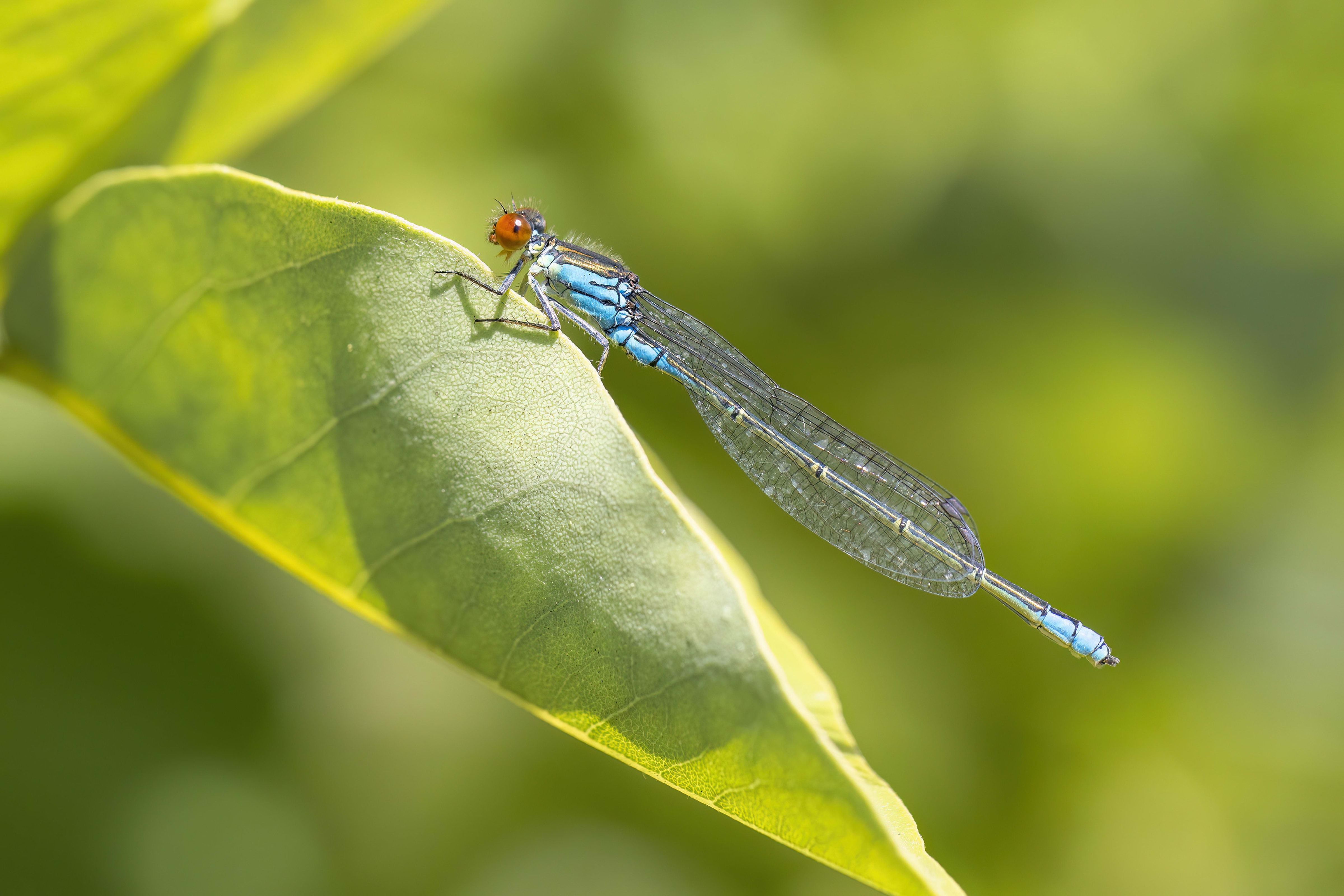 Small Red-eye