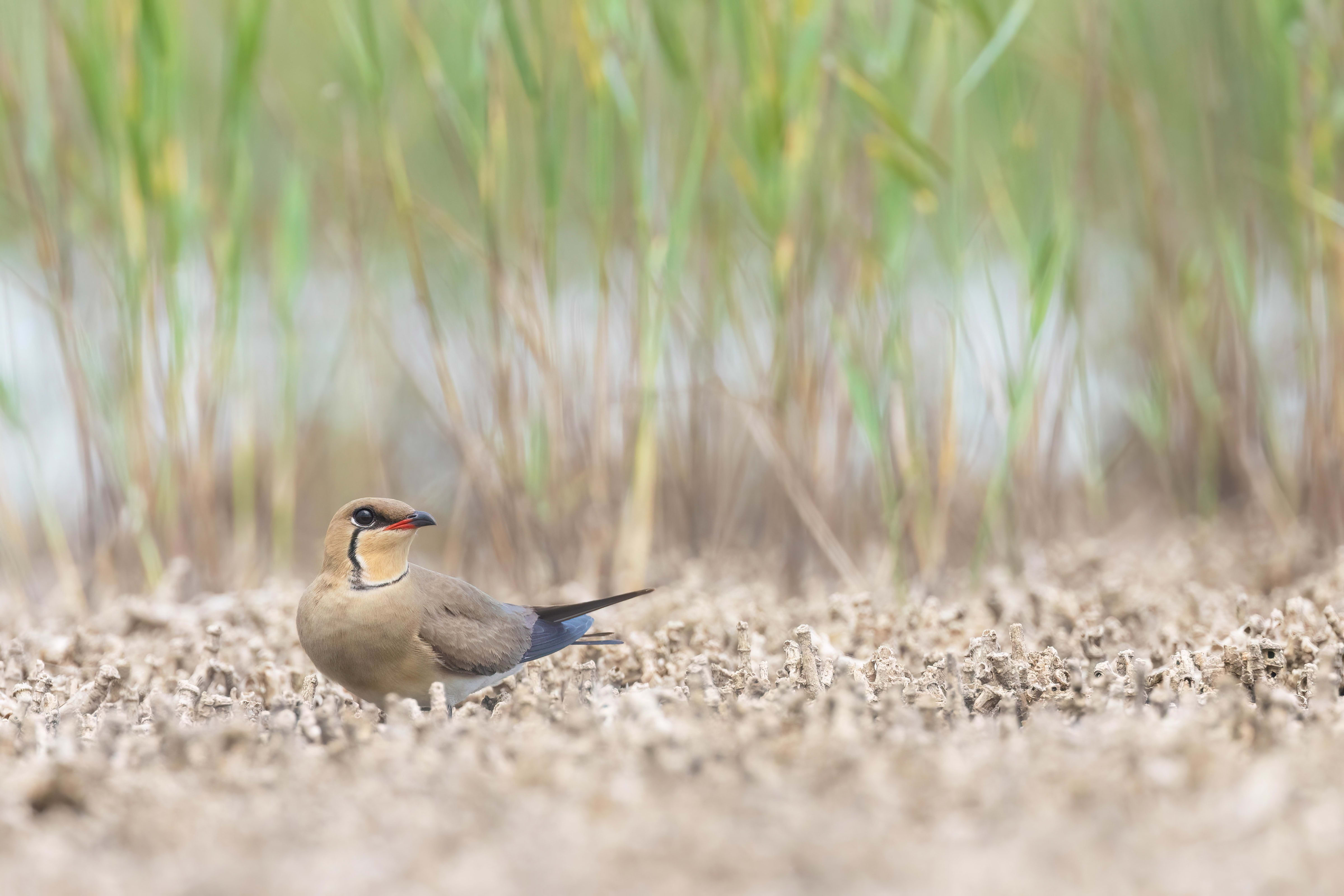 Collared Pratincole in Bulgaria