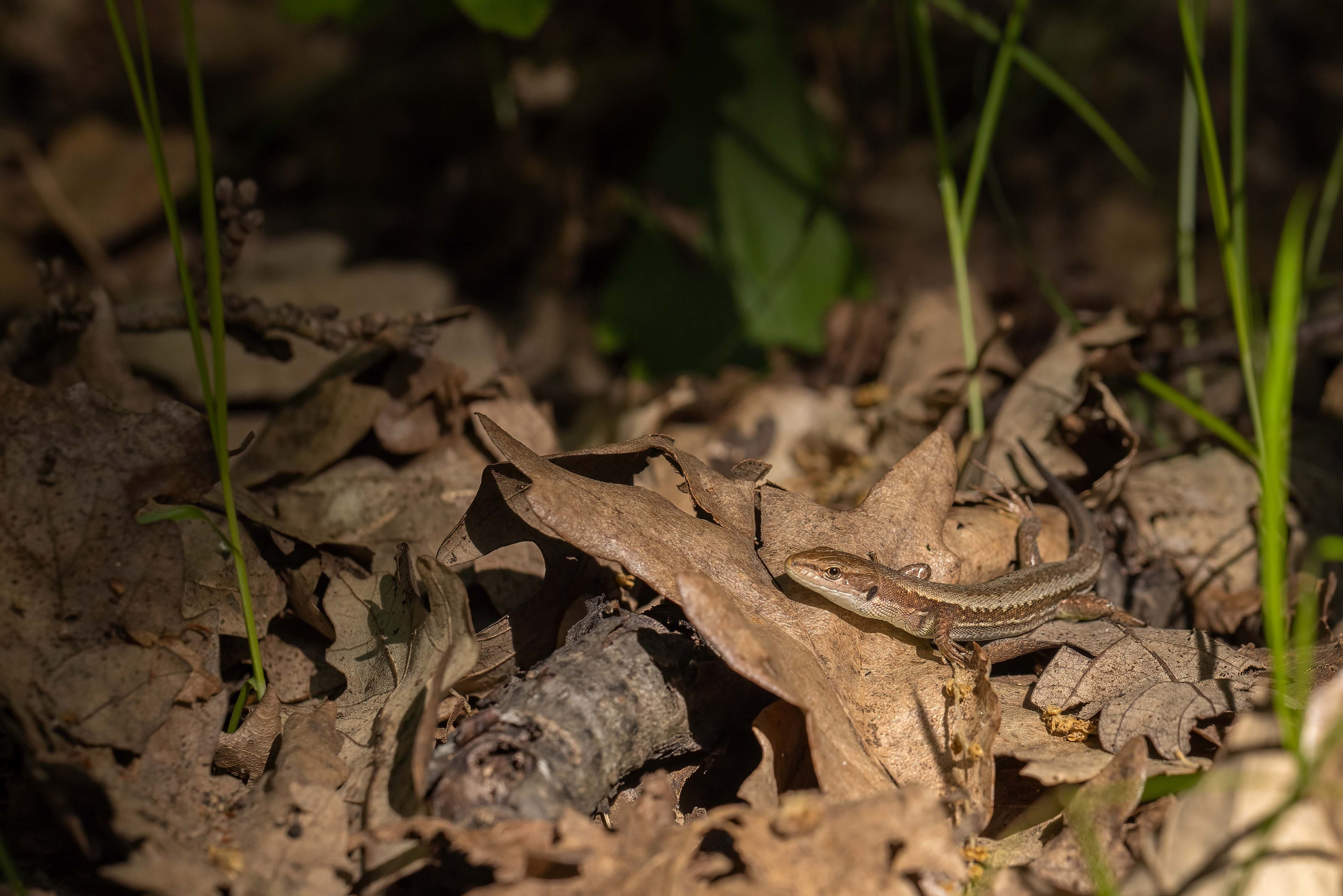 Meadow Lizard