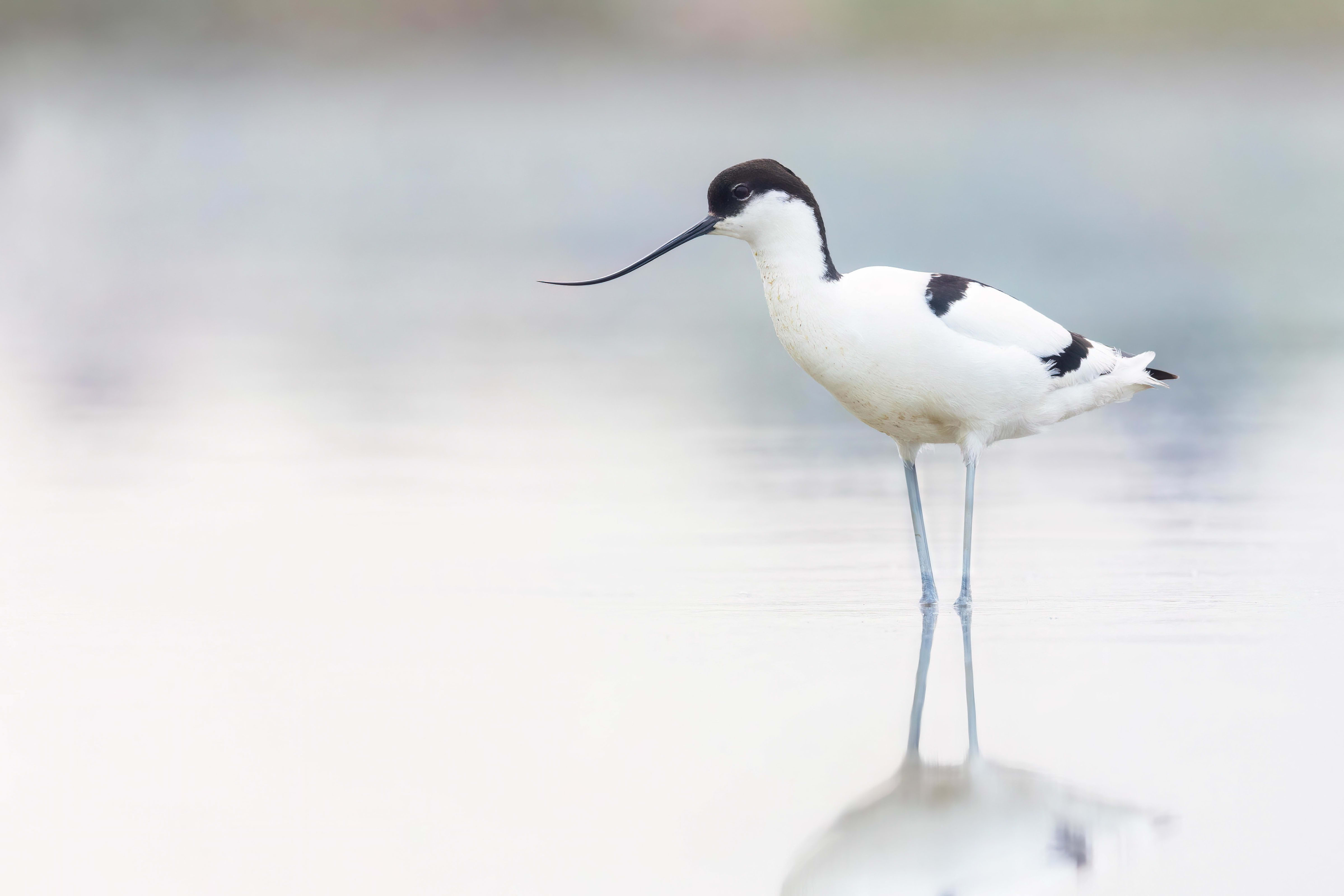 Avocet