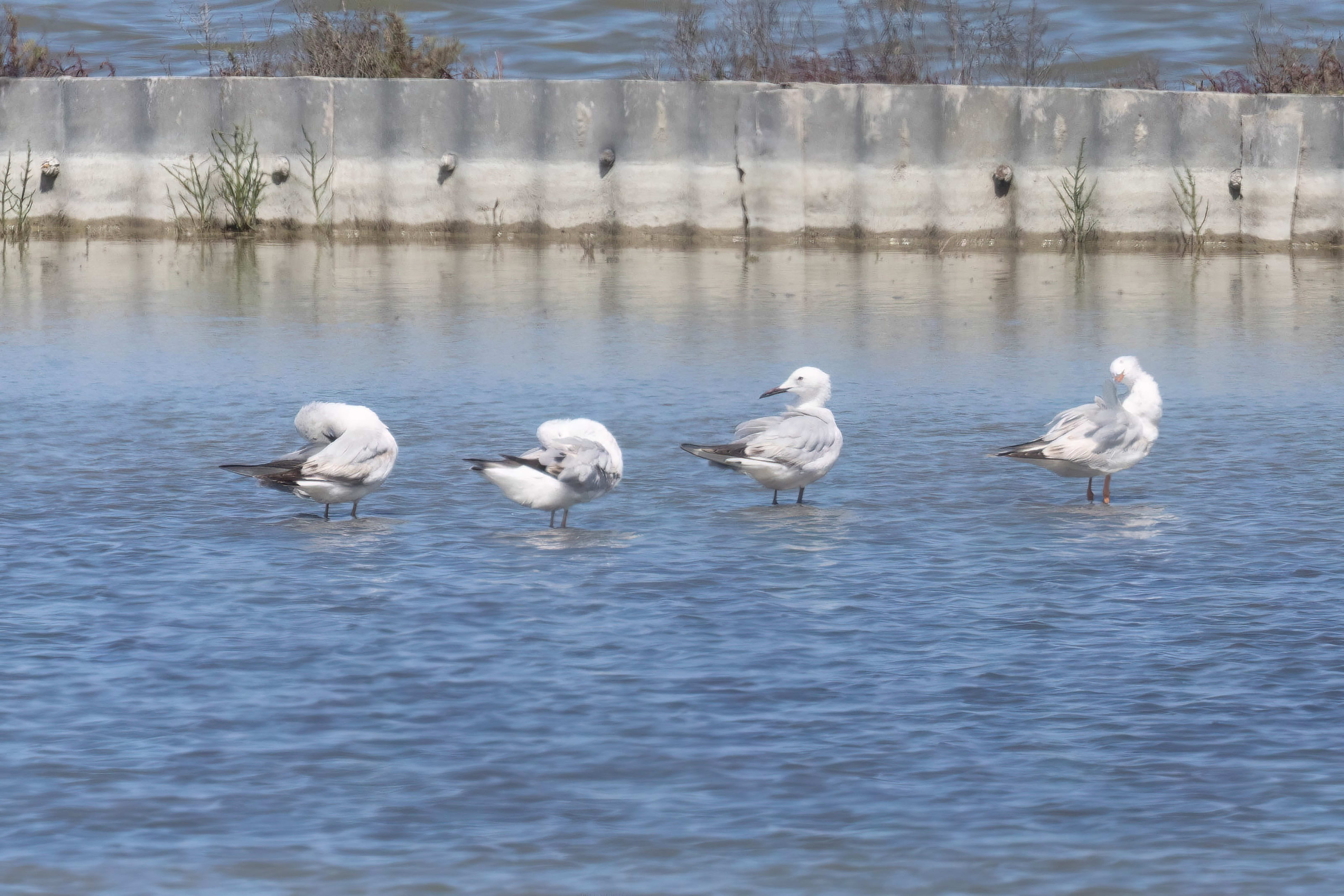 Slender-billed Gull